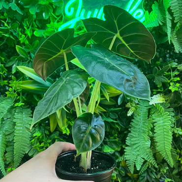 4" Alocasia Green Unicorn