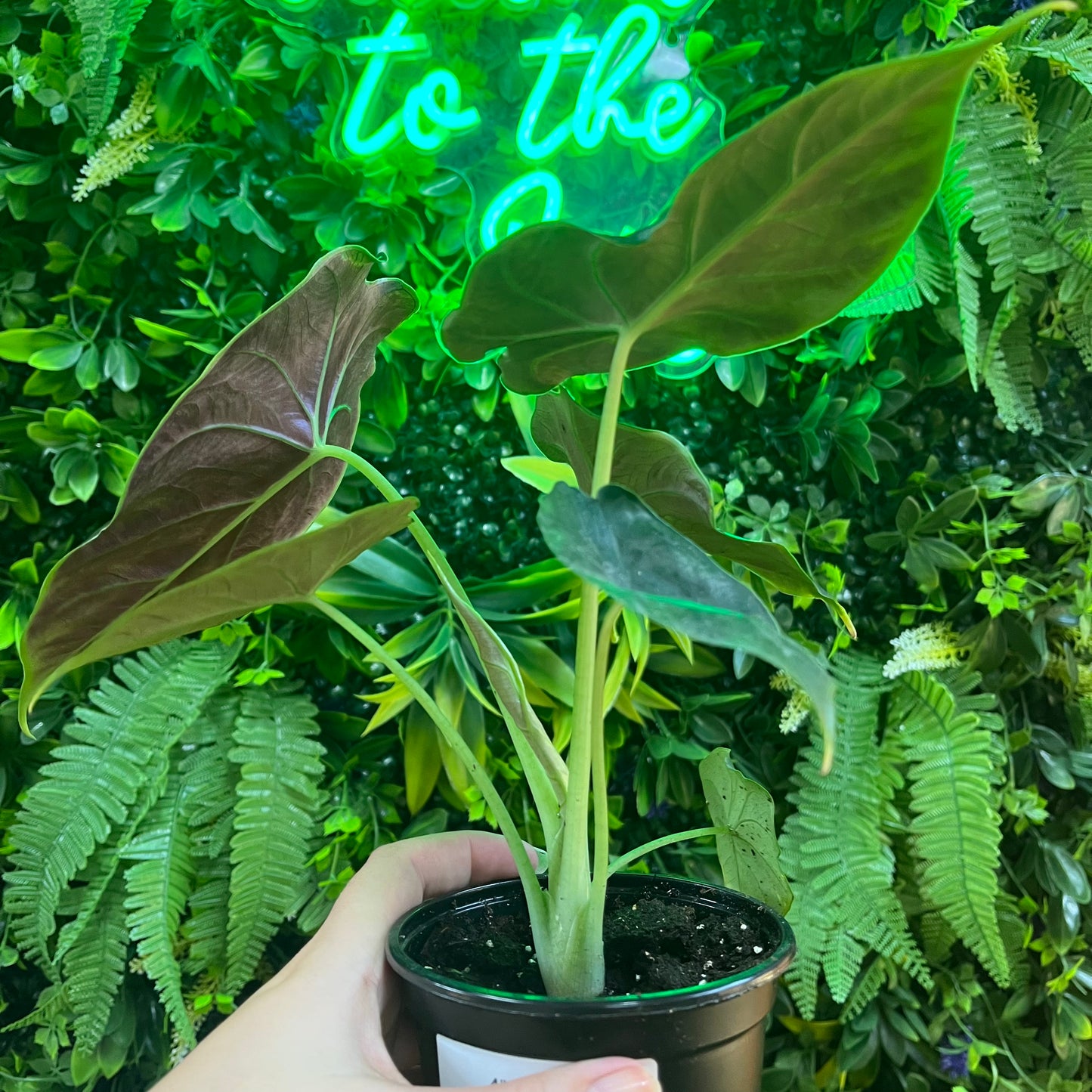 4" Alocasia Golden Bone