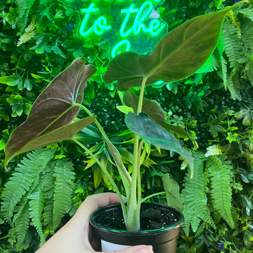 4" Alocasia Golden Bone