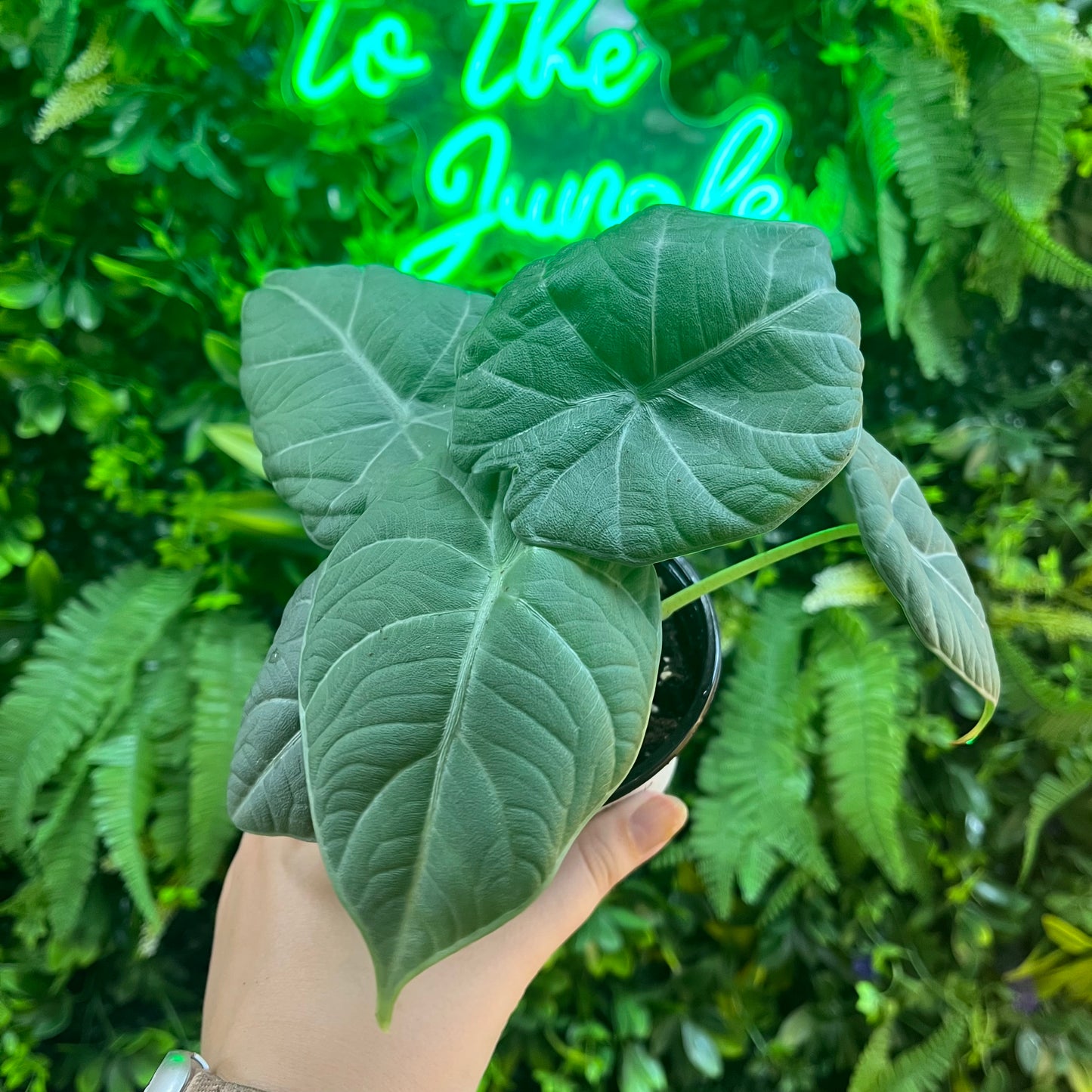 4" Alocasia Maharani