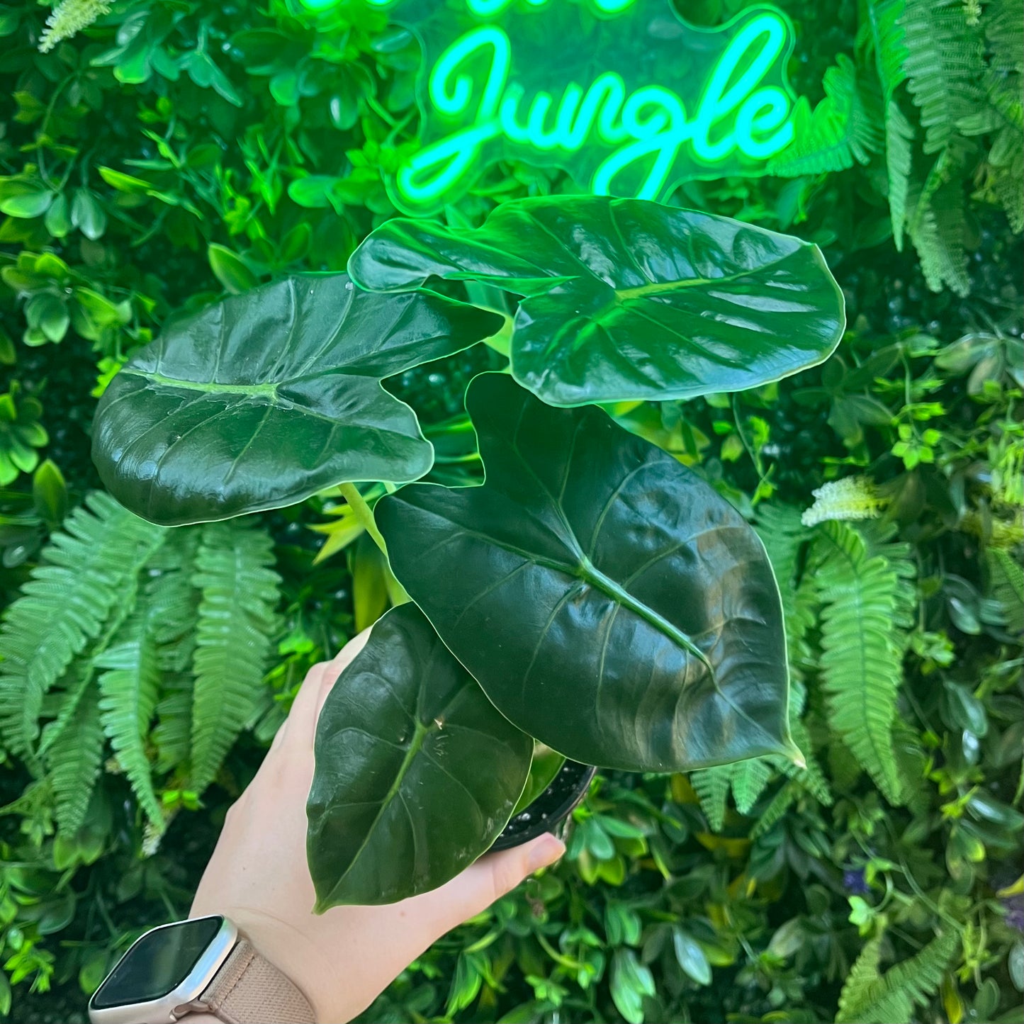 4" Alocasia Green Unicorn