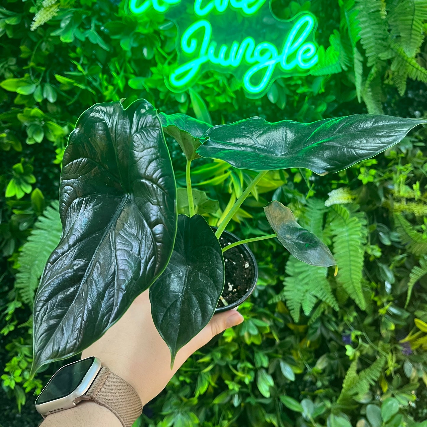 4" Alocasia Golden Bone