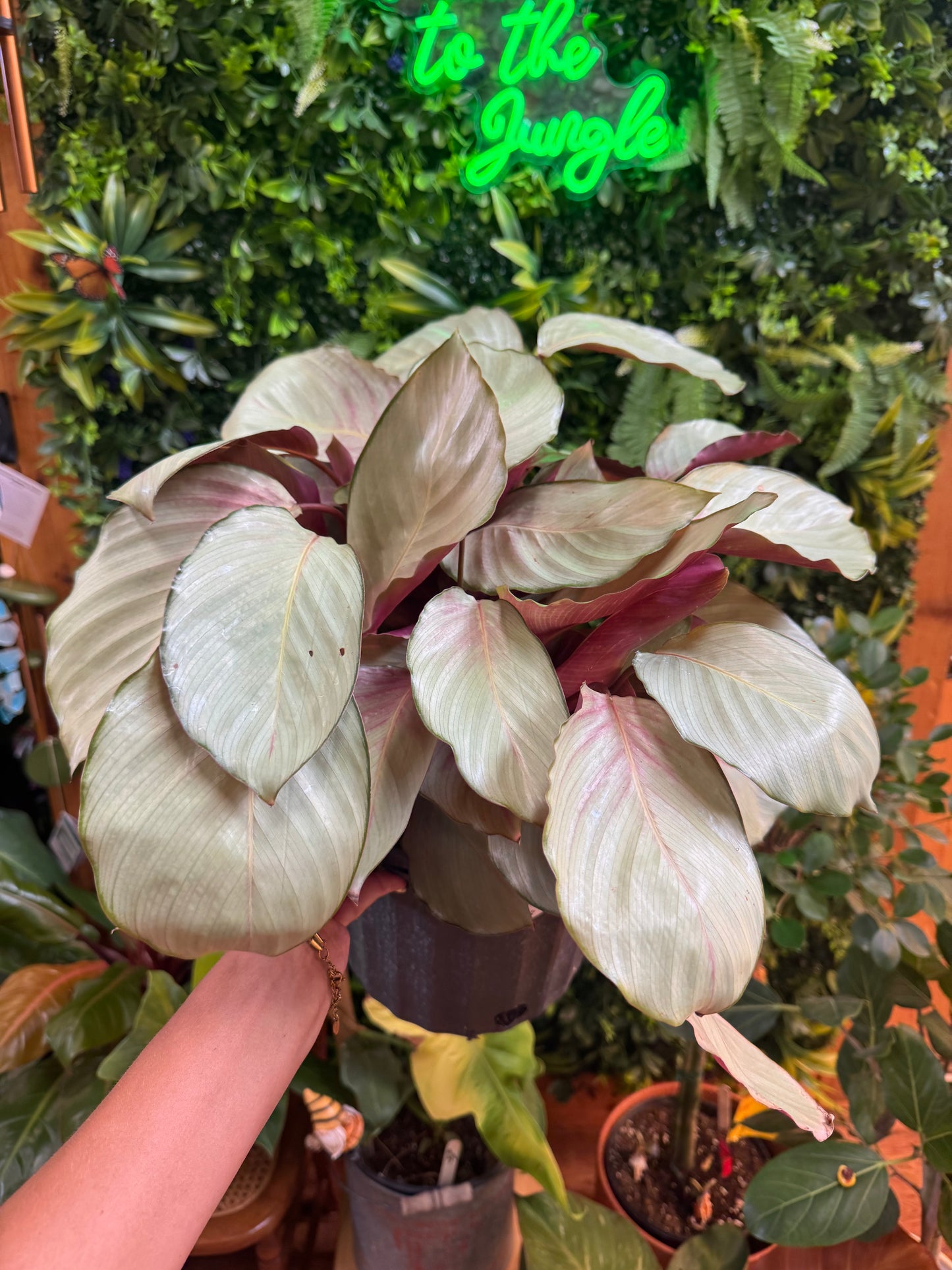 2 gallon Calathea 'Silver Plate'