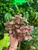 3" Assorted Fittonia