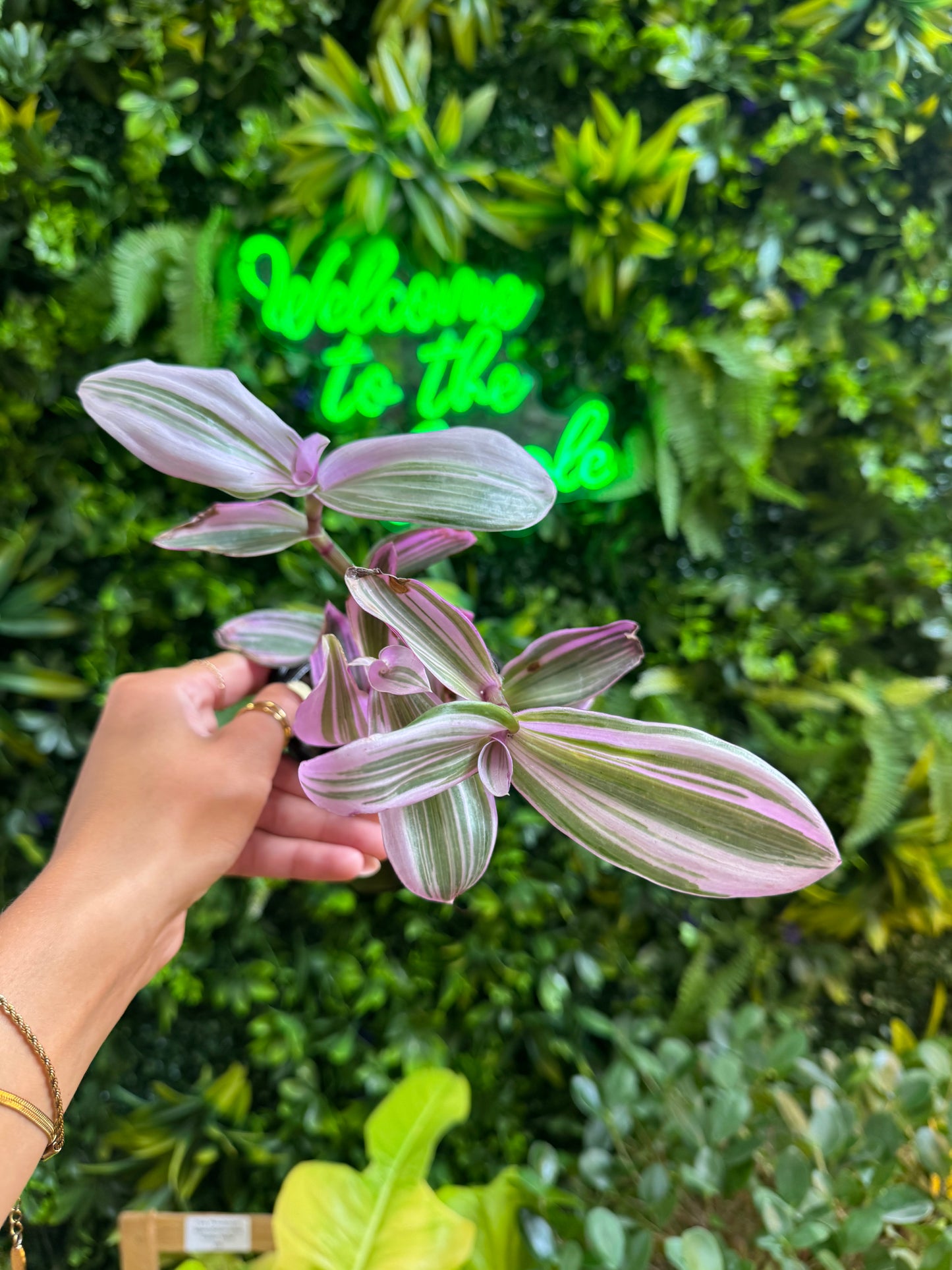 4" Assorted Tradescantia