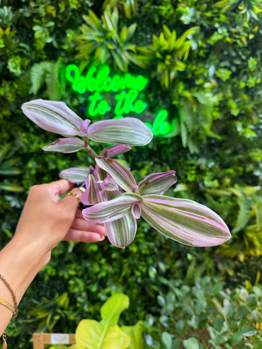 4" Assorted Tradescantia
