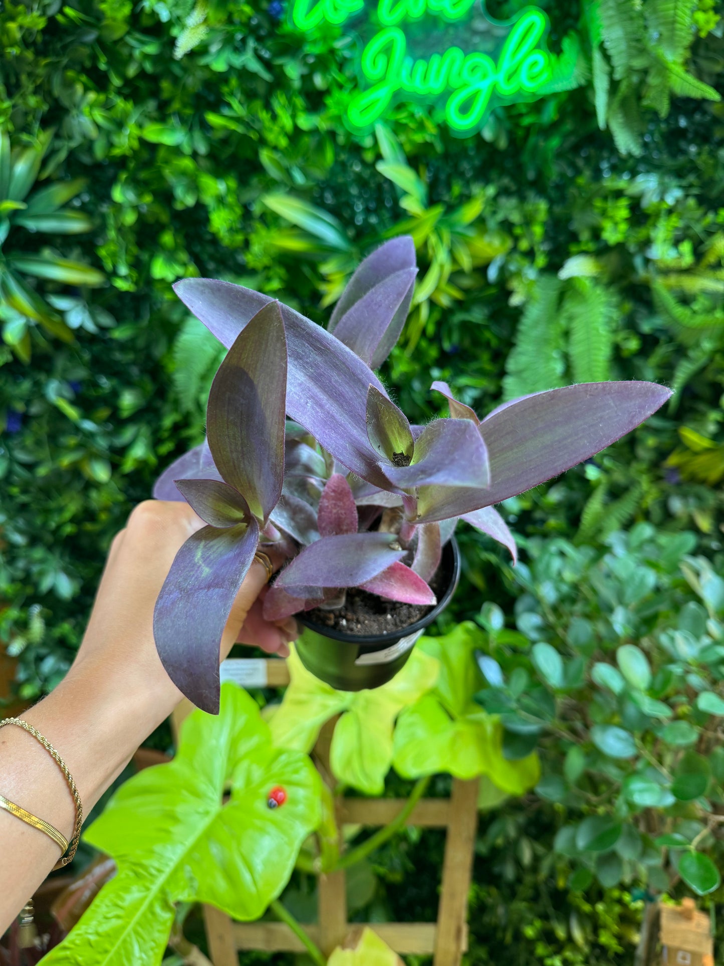 4" Tradescantia Purple Heart