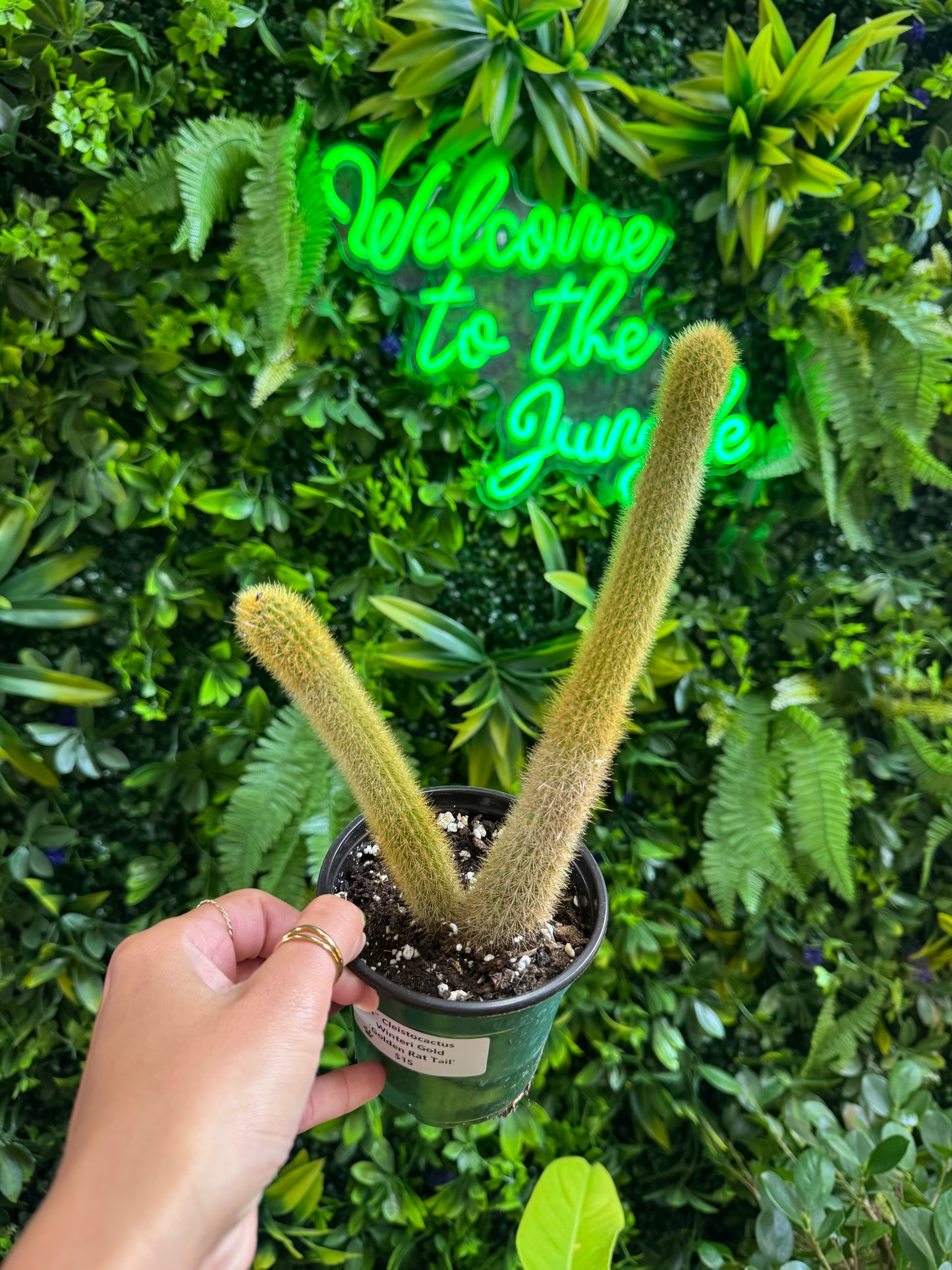 4" Cleistocactus Winteri Gold 'Golden Rat Tail'