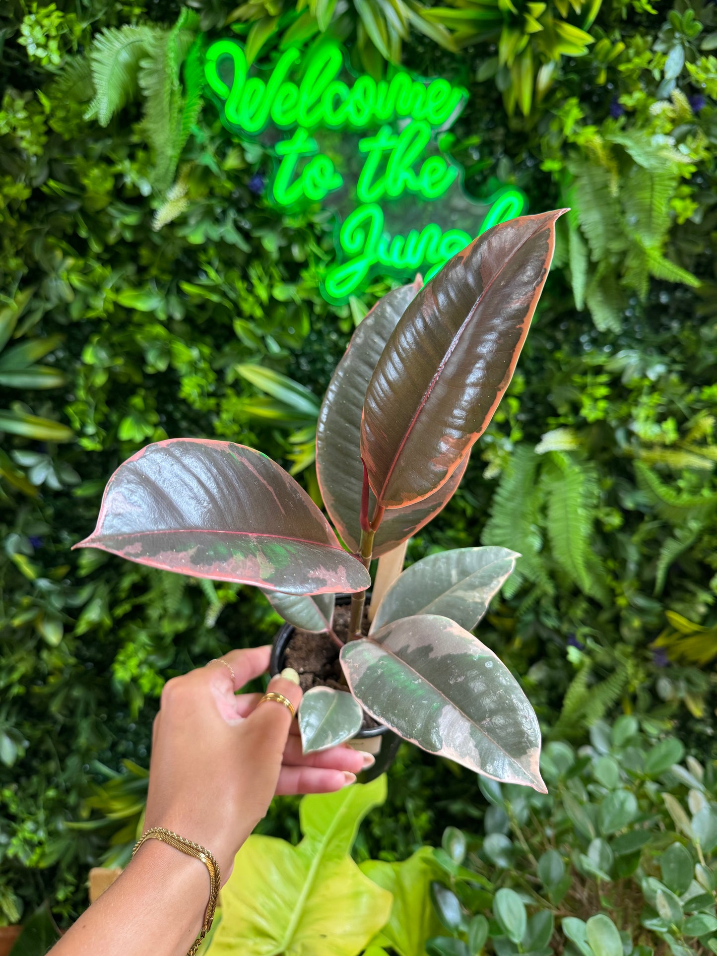 4" Ficus elastica 'Ruby'