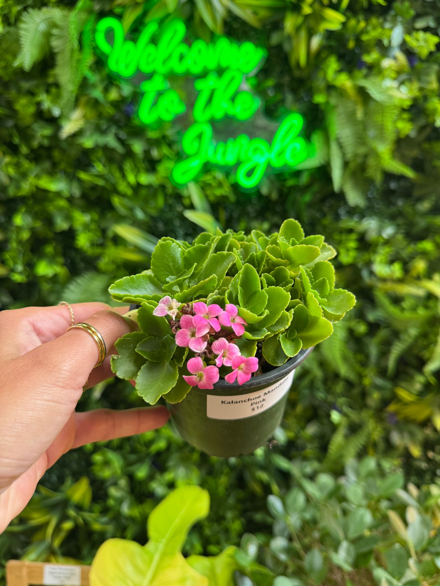 4" Kalanchoe Mandala 'Pink'