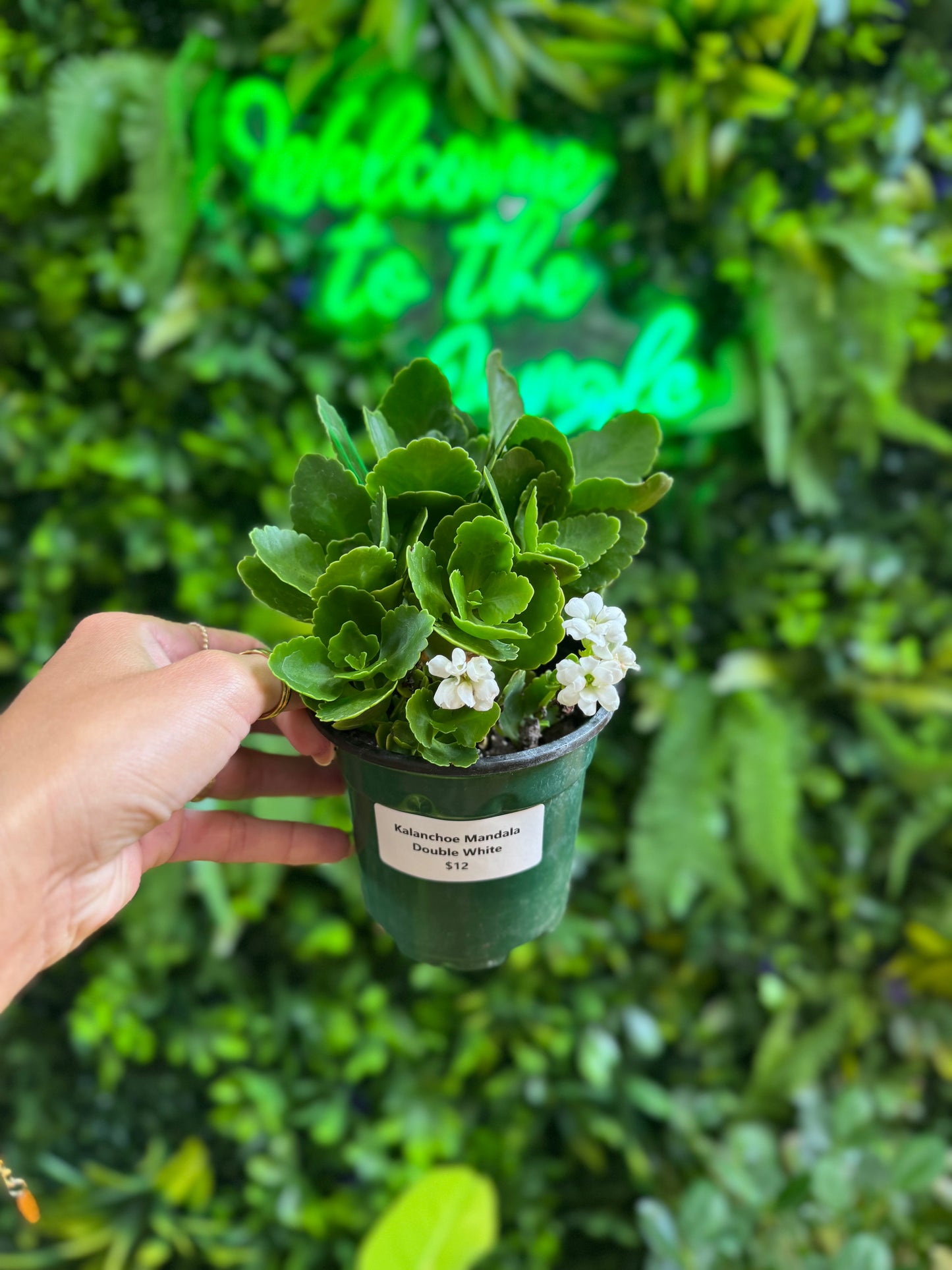 4" Kalanchoe Mandala Double White