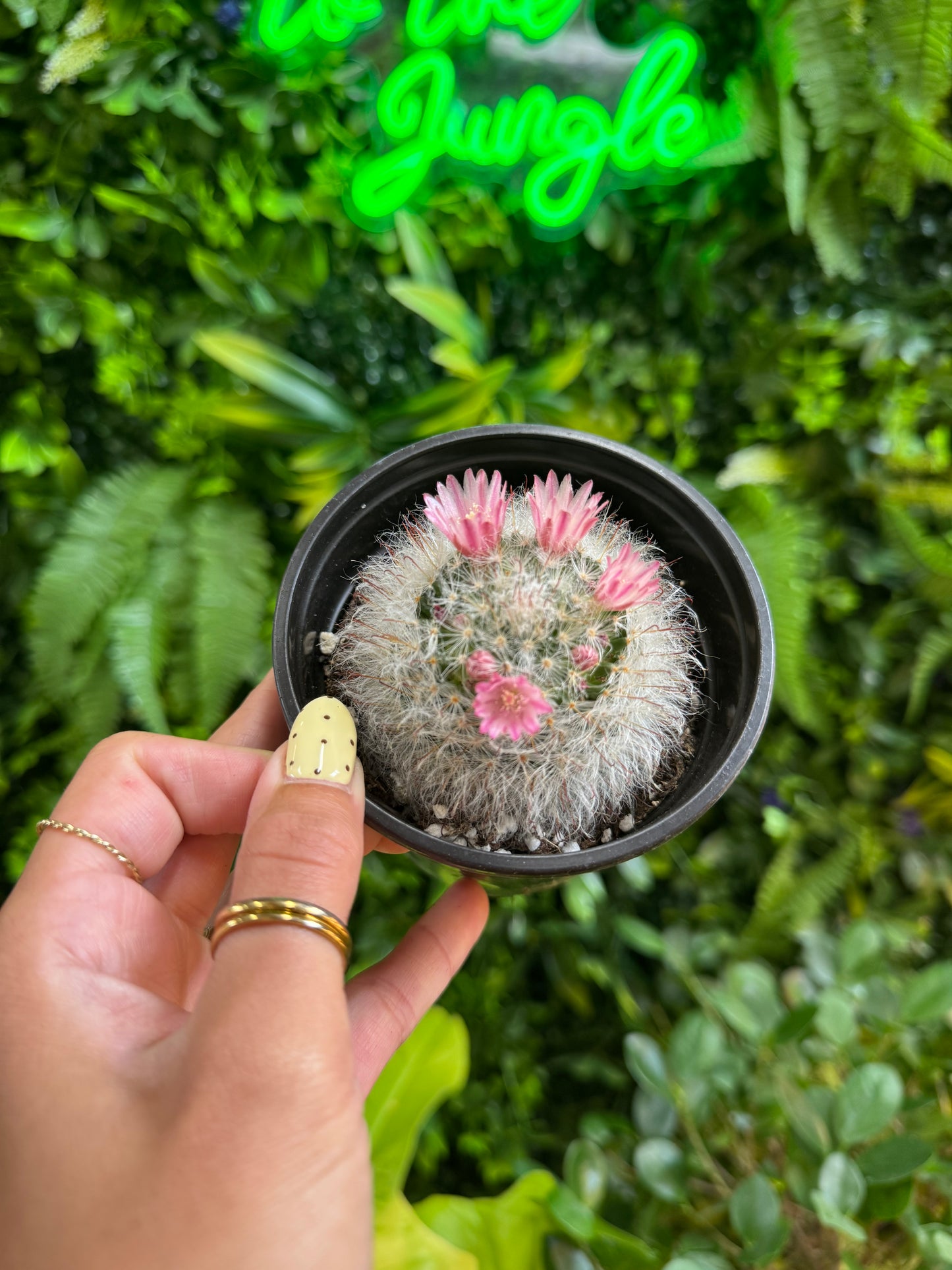 4" Mammillaria Bocasana Rosea