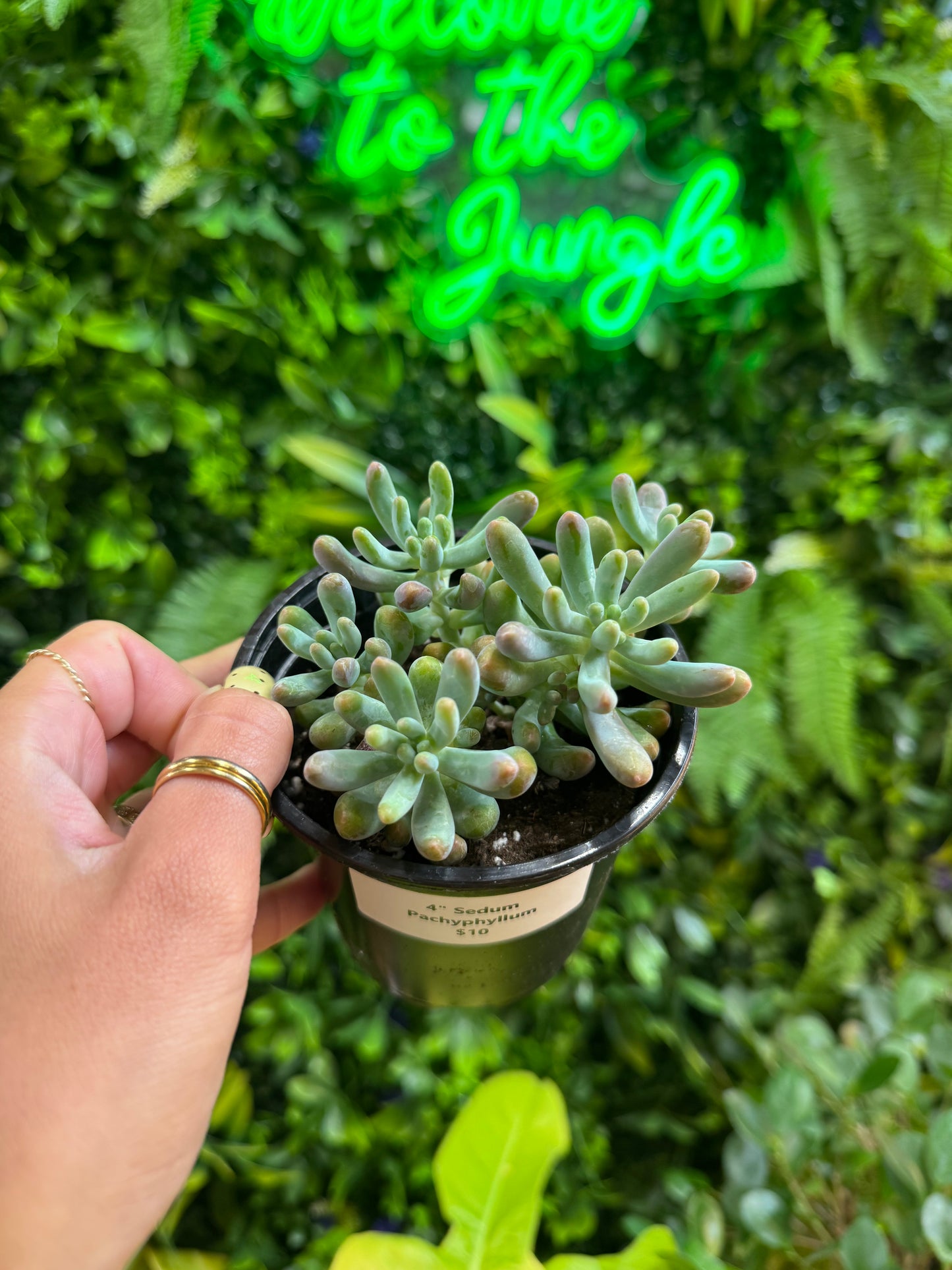 4" Sedum Pachyphyllum