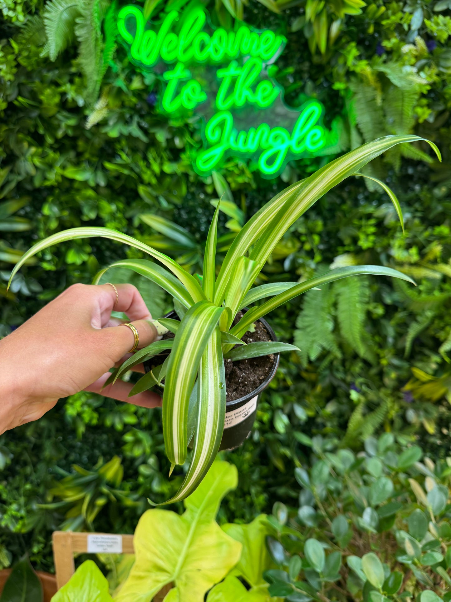 4" Spider Plant Chlorophytum Hawaiian