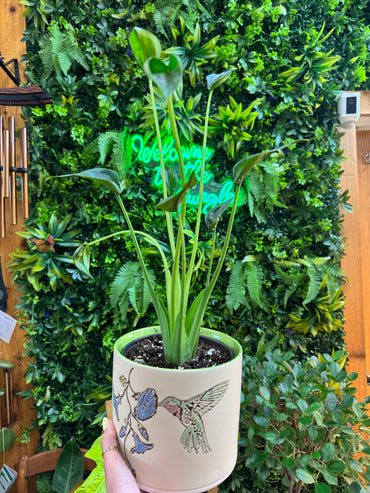 6" Alocasia Tiny Dancer
