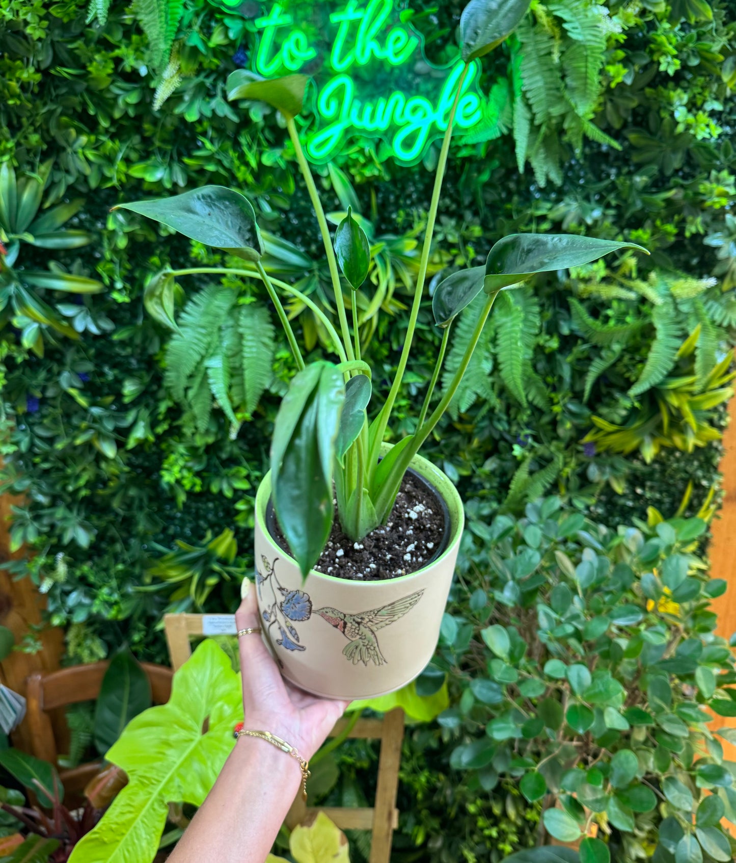 6" Alocasia Tiny Dancer