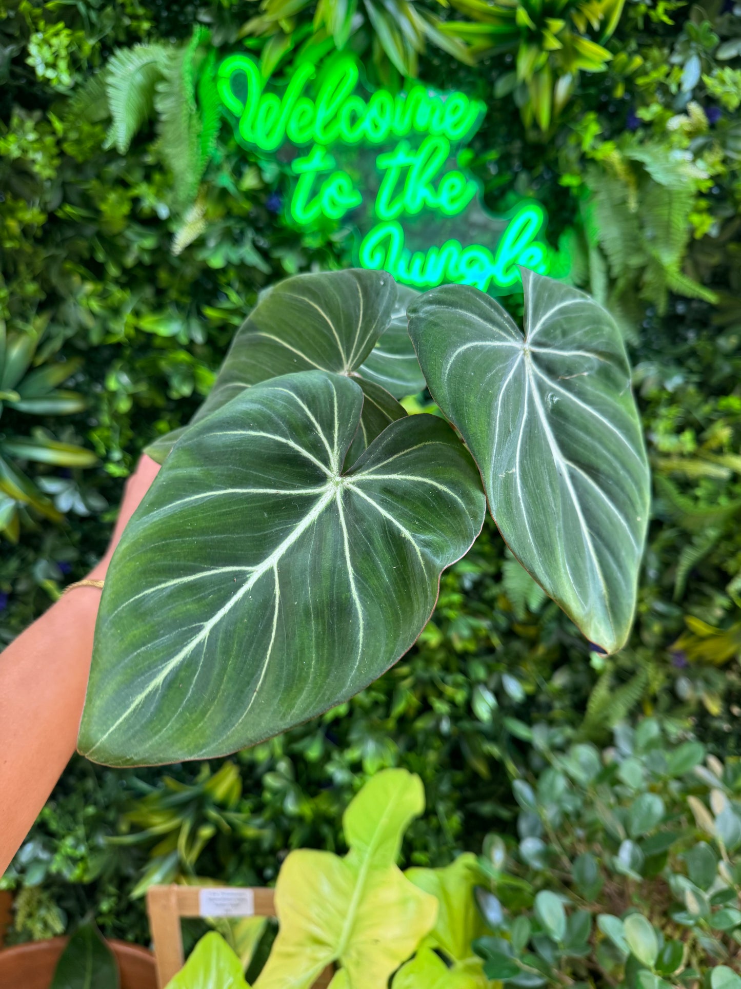 6" Philodendron Gloriosum