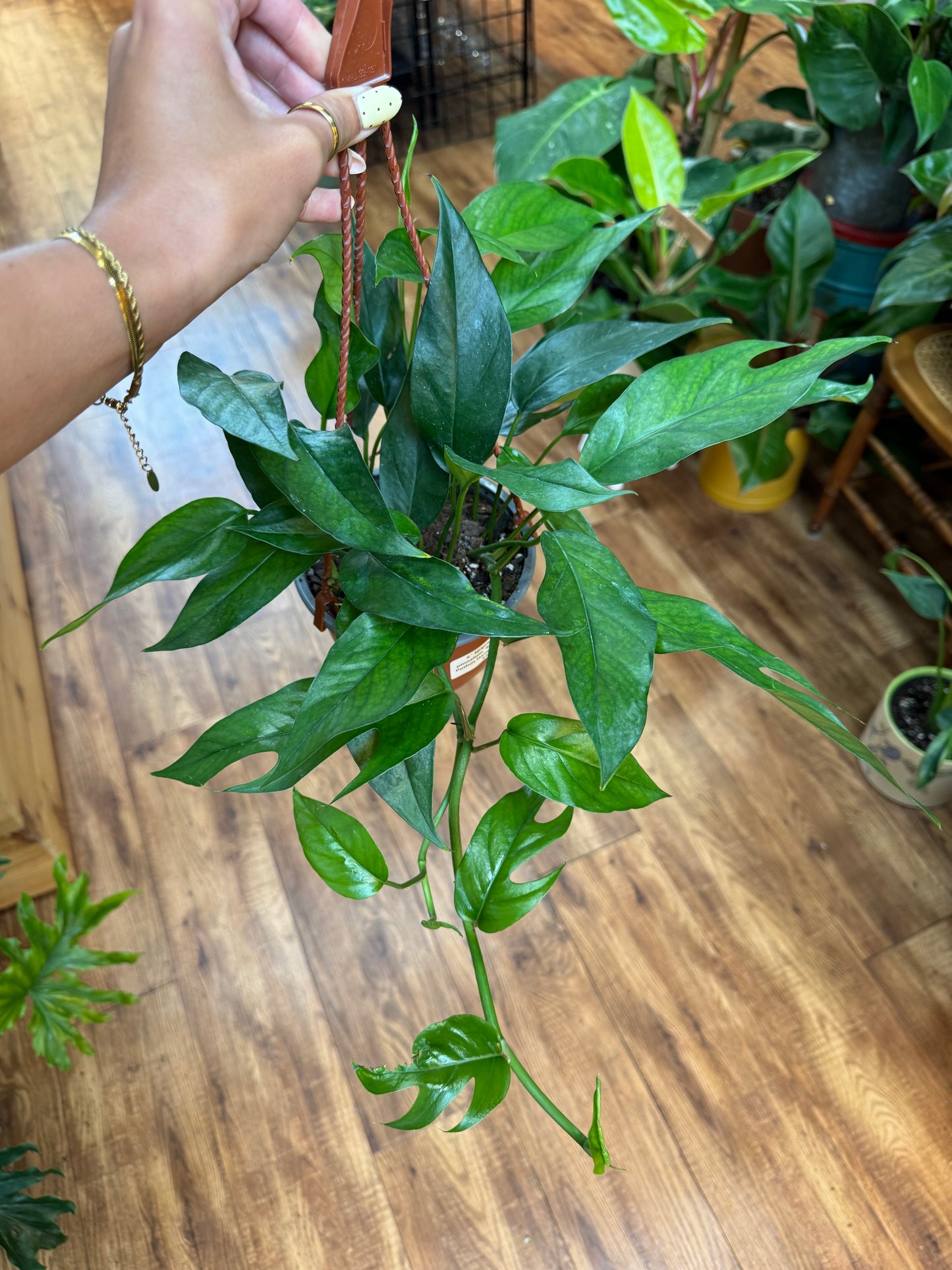 6" Epipremnum pinnatum 'Baltic Blue' Pothos Hanging Basket