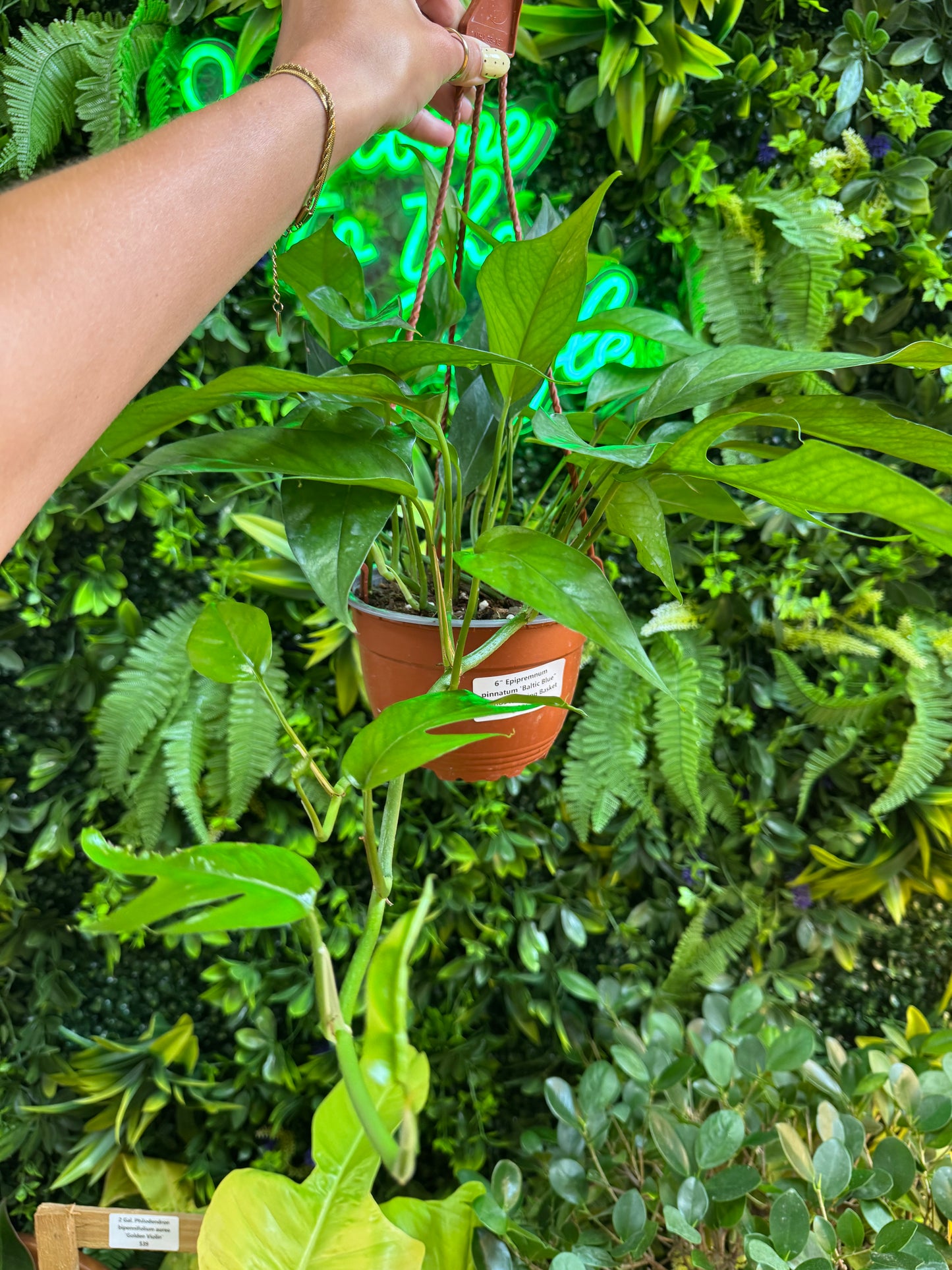 6" Epipremnum pinnatum 'Baltic Blue' Pothos Hanging Basket