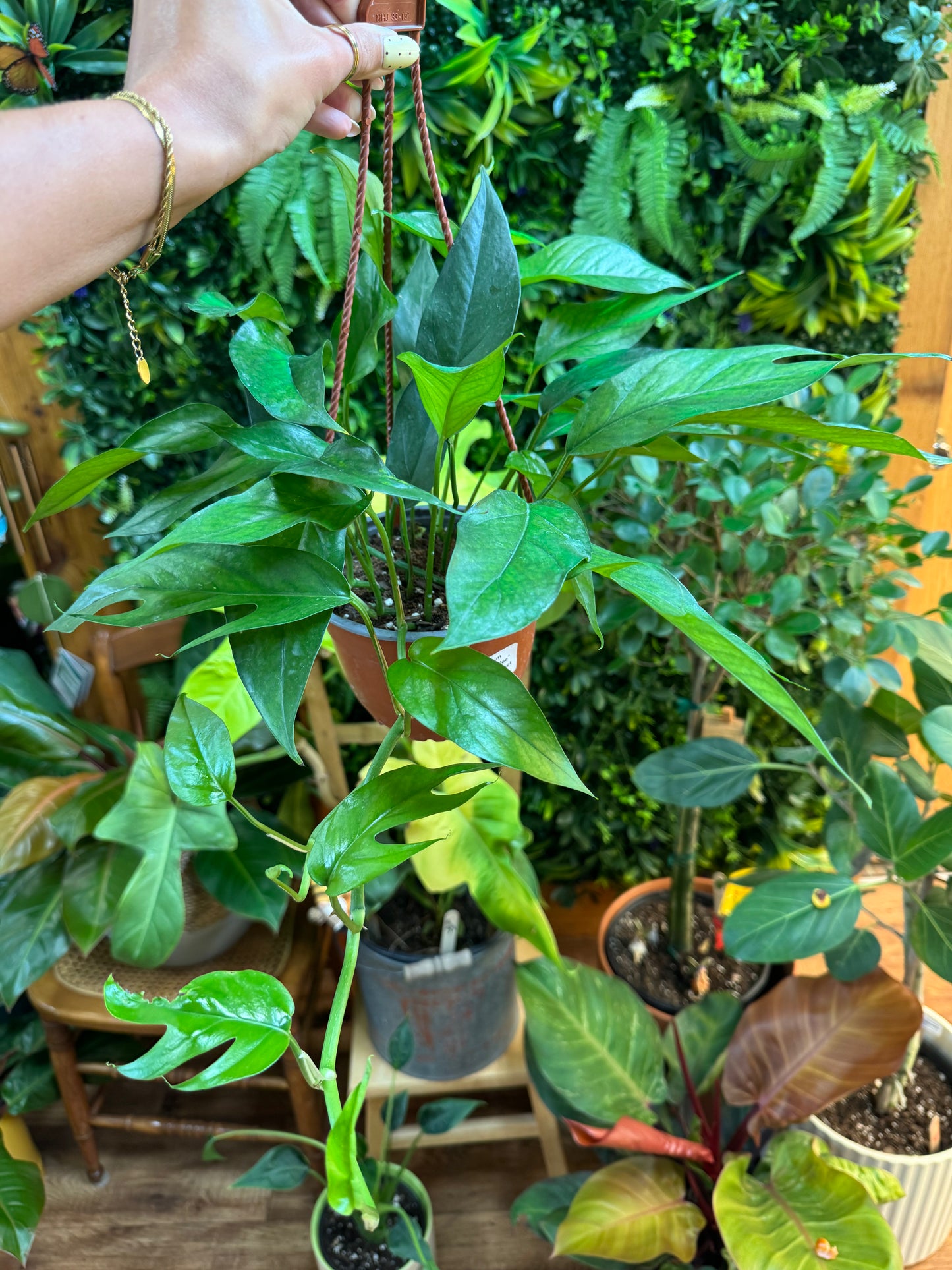 6" Epipremnum pinnatum 'Baltic Blue' Pothos Hanging Basket
