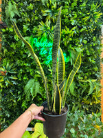 6" Sansevieria Assorted (Snake Plant)