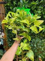 8" Pothos Hanging Basket Assorted