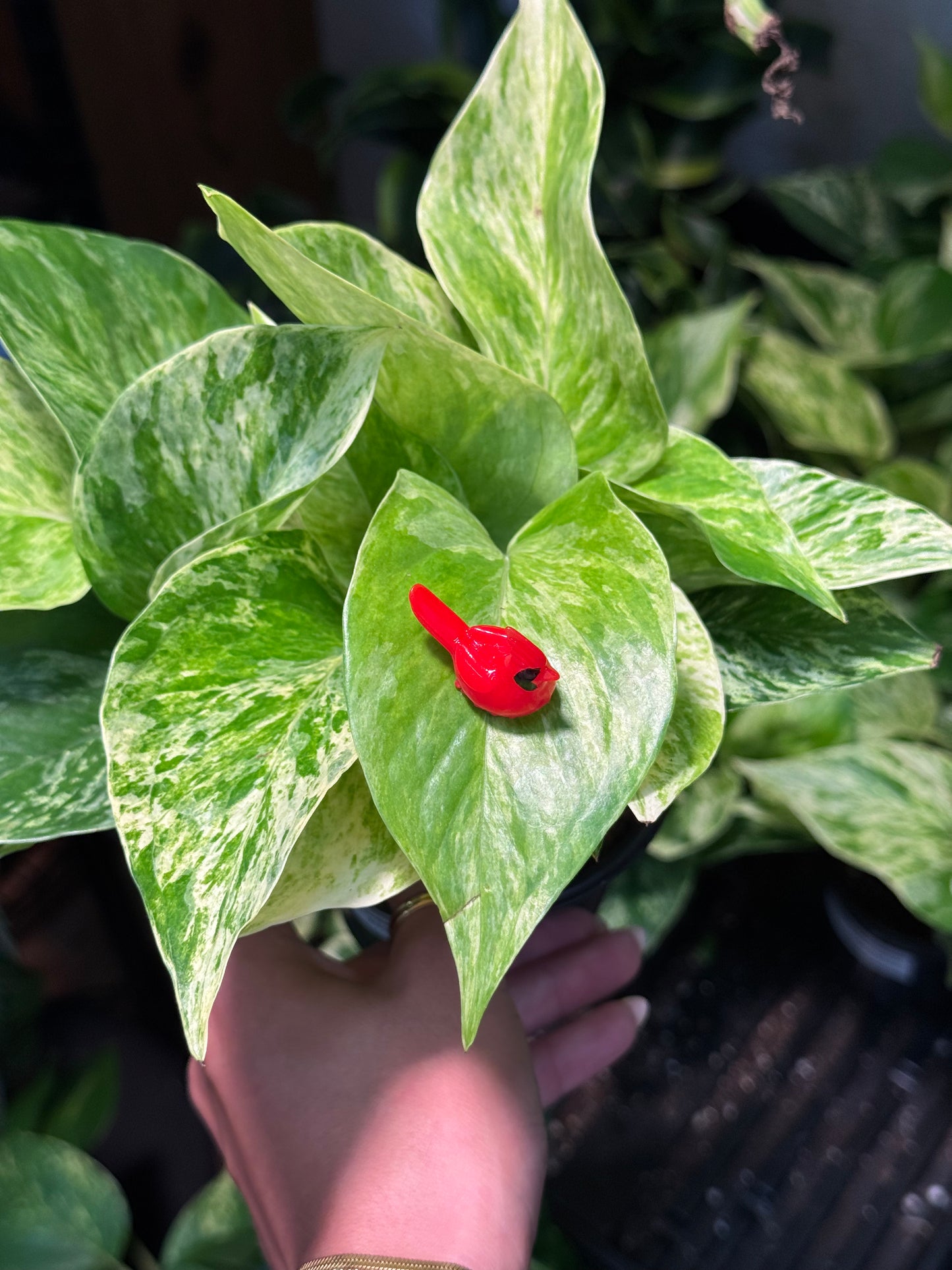 Red Cardinal Plant Magnet