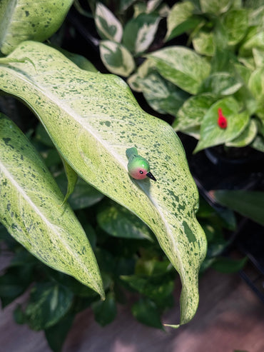 Green & Red Ruby-Throated Hummingbird Plant Magnet