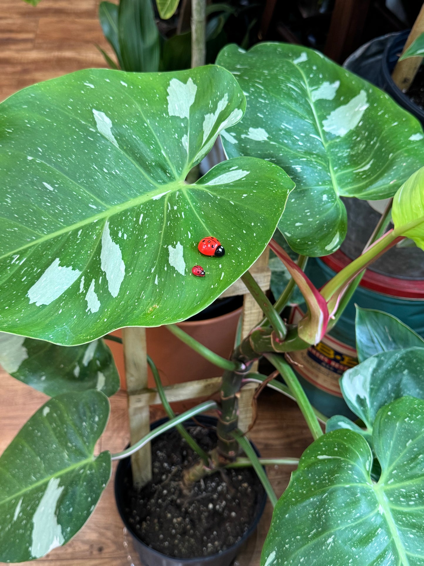 Life Like Red Ladybug Plant Magnets - Assorted Sizes