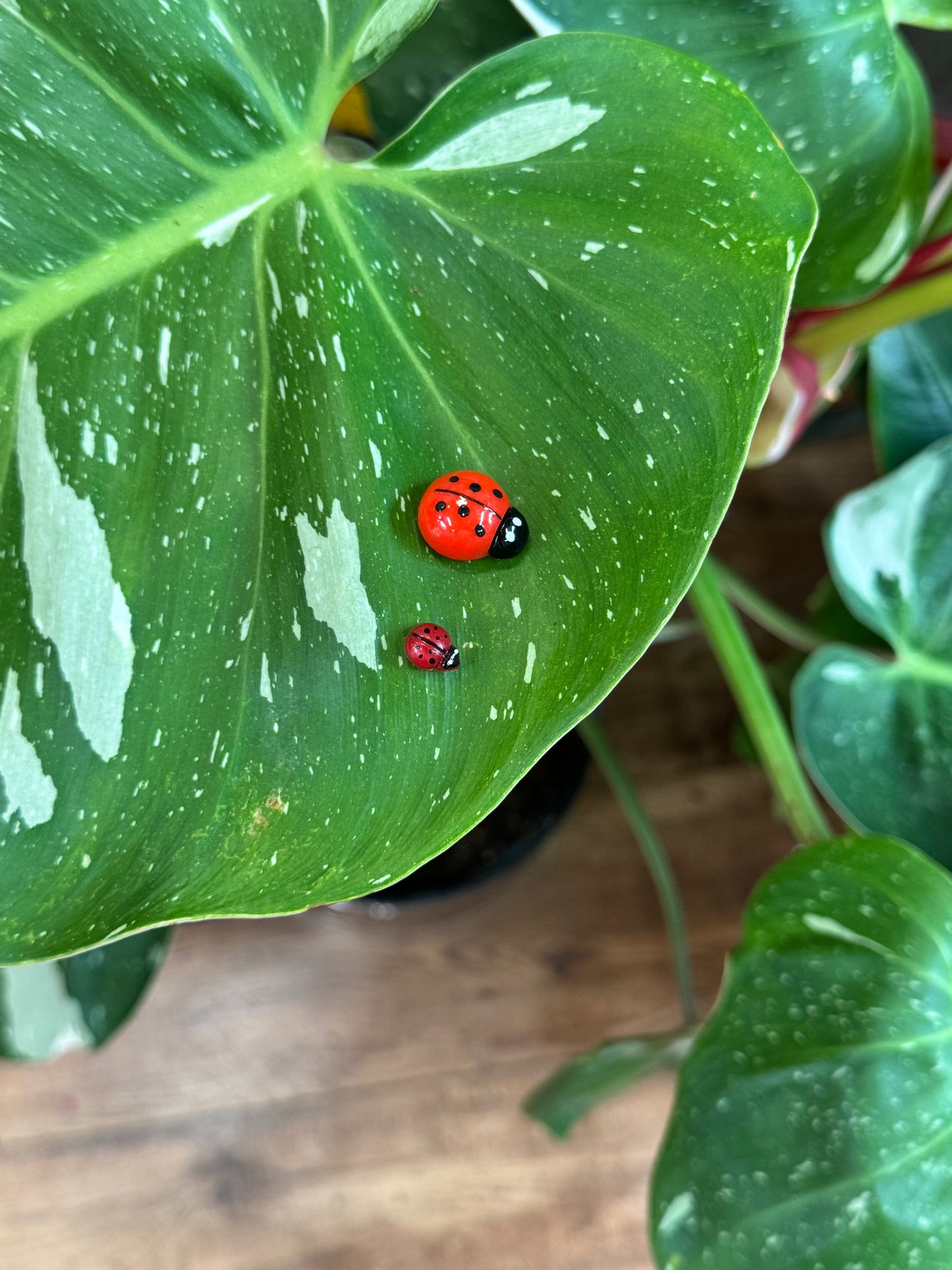 Life Like Red Ladybug Plant Magnets - Assorted Sizes