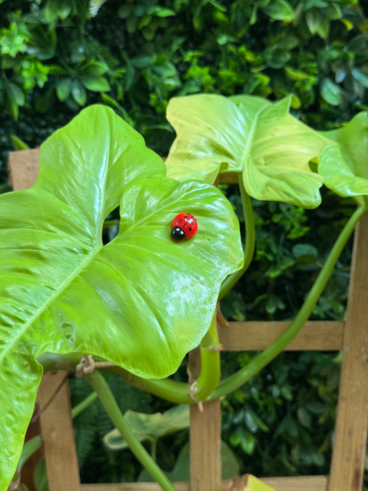 Life Like Red Ladybug Plant Magnets - Assorted Sizes