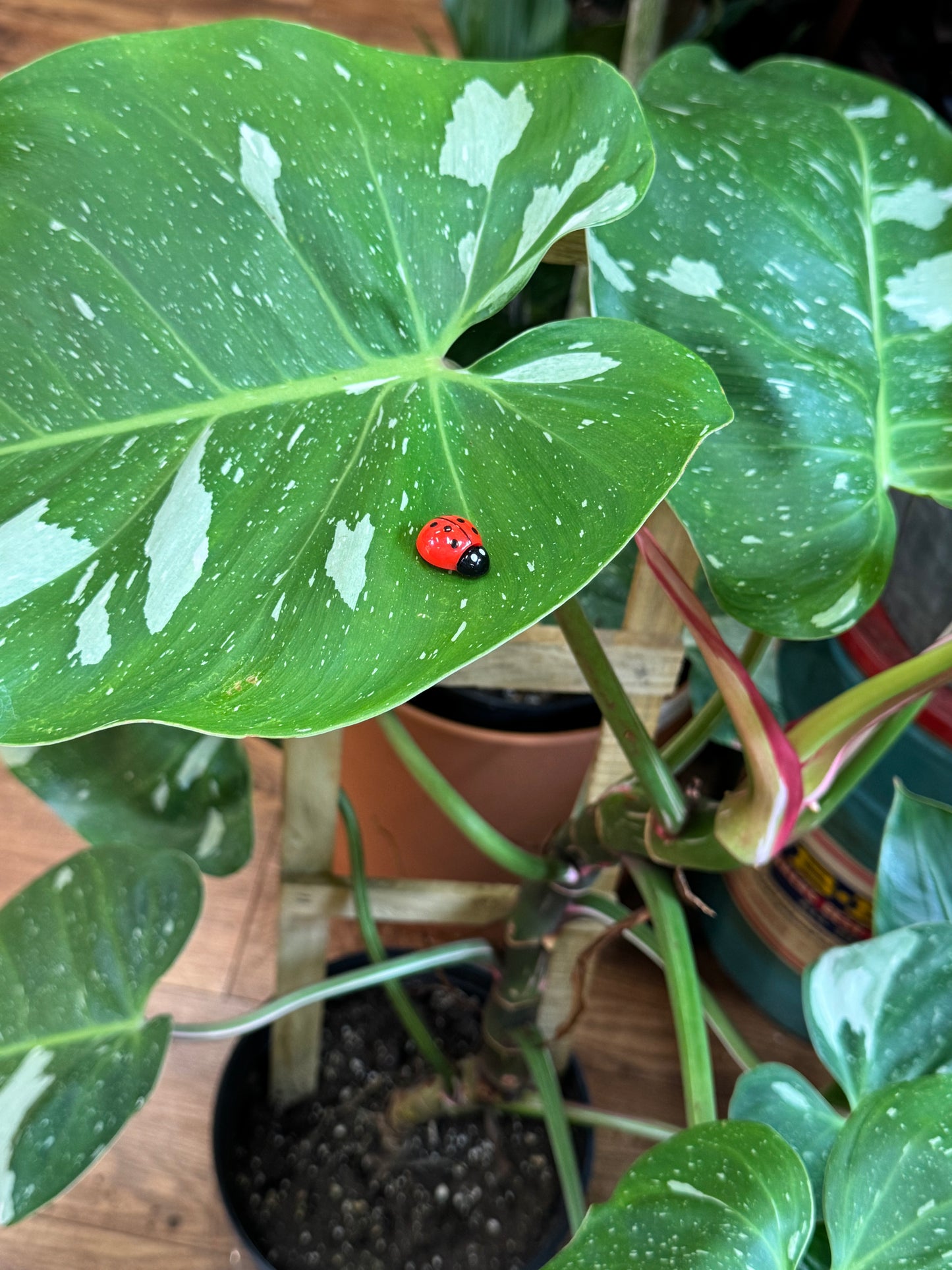 Life Like Red Ladybug Plant Magnets - Assorted Sizes