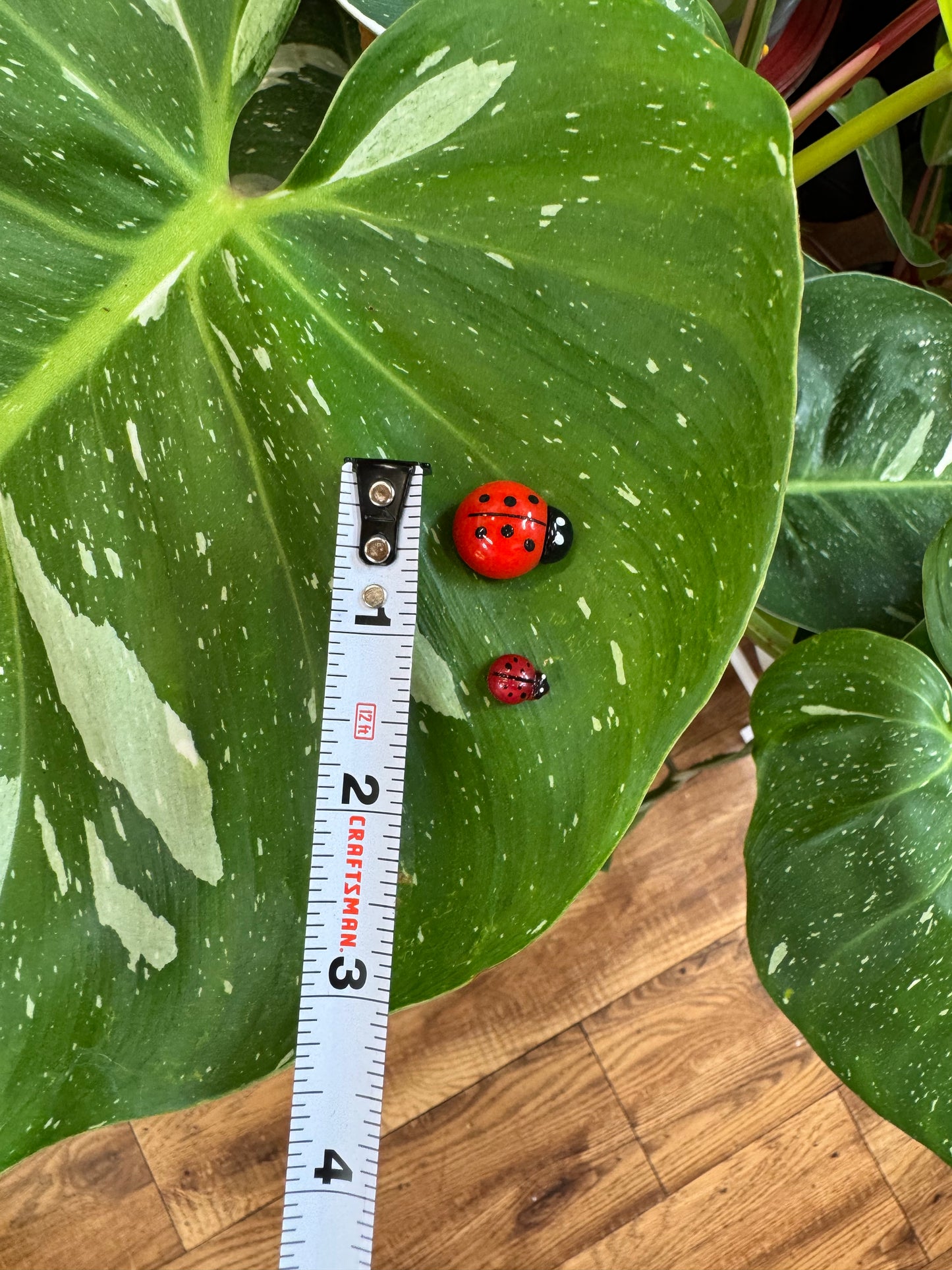 Life Like Red Ladybug Plant Magnets - Assorted Sizes
