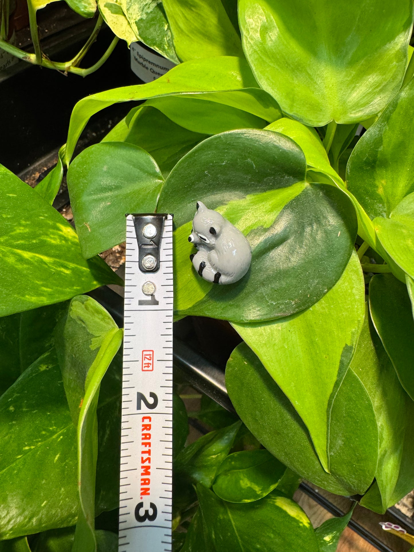 Sleeping Raccoon "Trash Panda" Plant Magnet