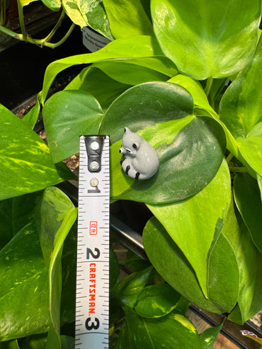 Sleeping Raccoon "Trash Panda" Plant Magnet