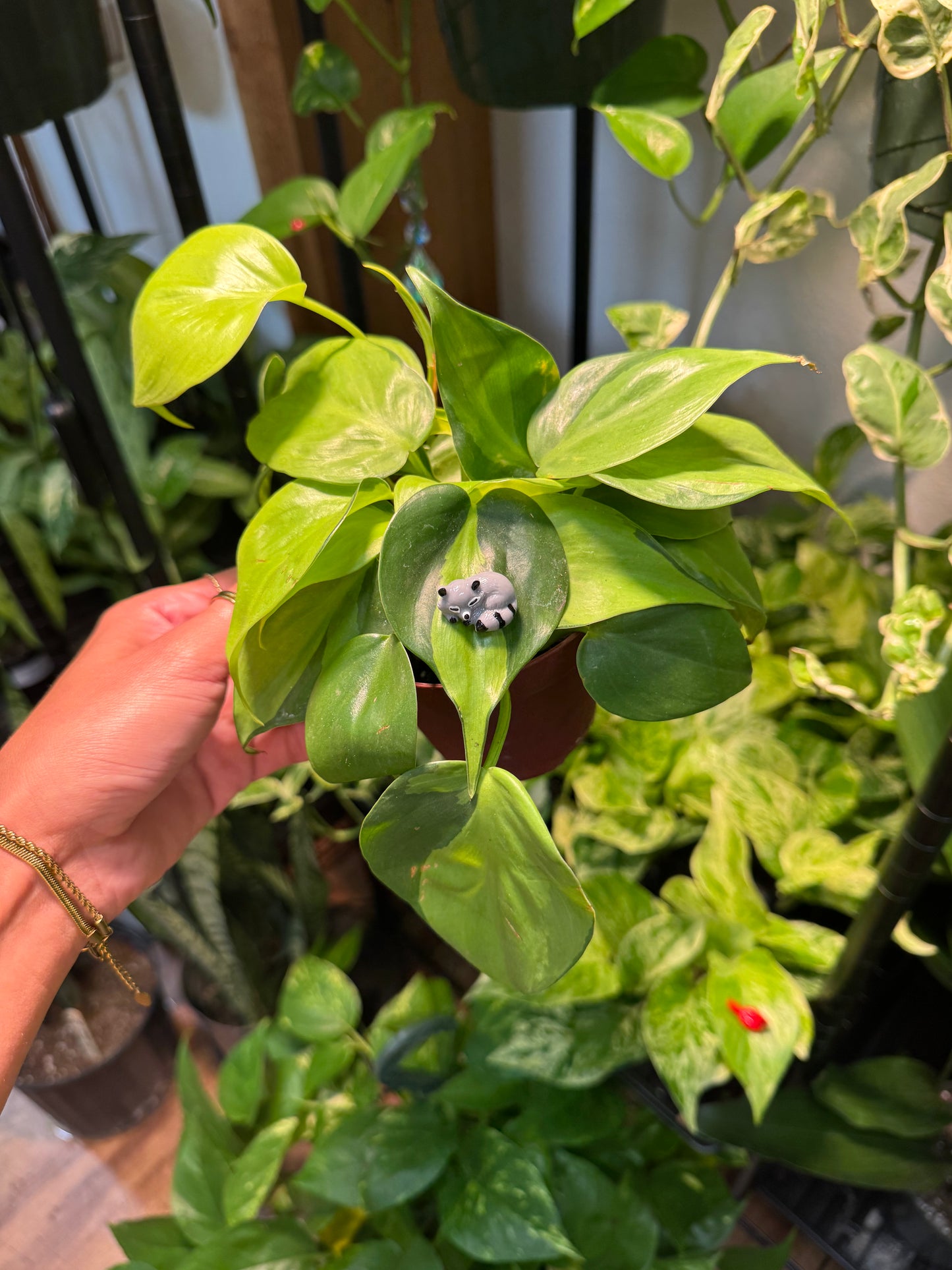 Sleeping Raccoon "Trash Panda" Plant Magnet