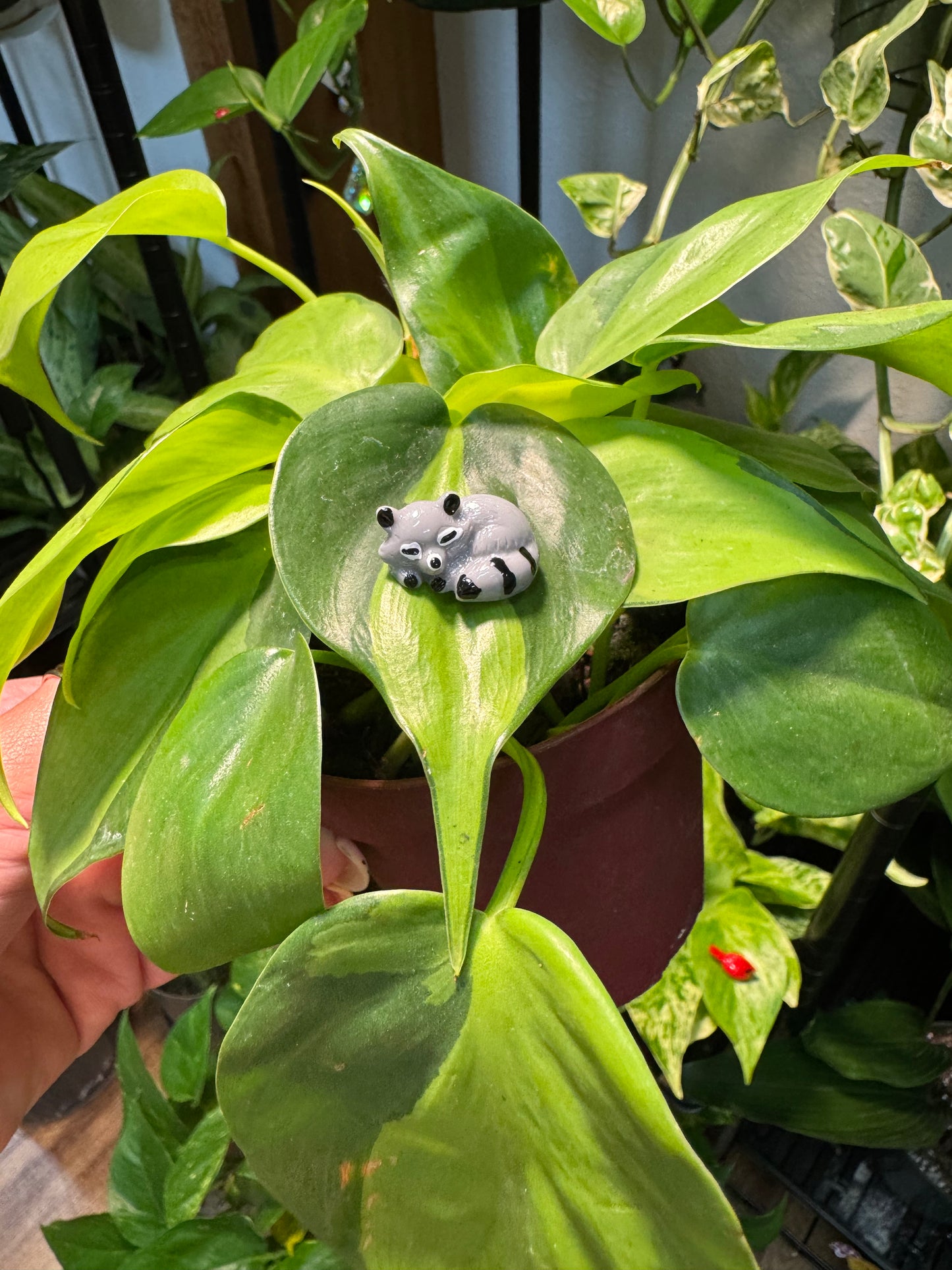 Sleeping Raccoon "Trash Panda" Plant Magnet