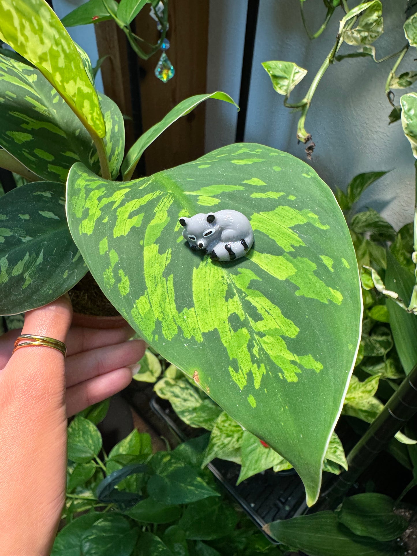 Sleeping Raccoon "Trash Panda" Plant Magnet