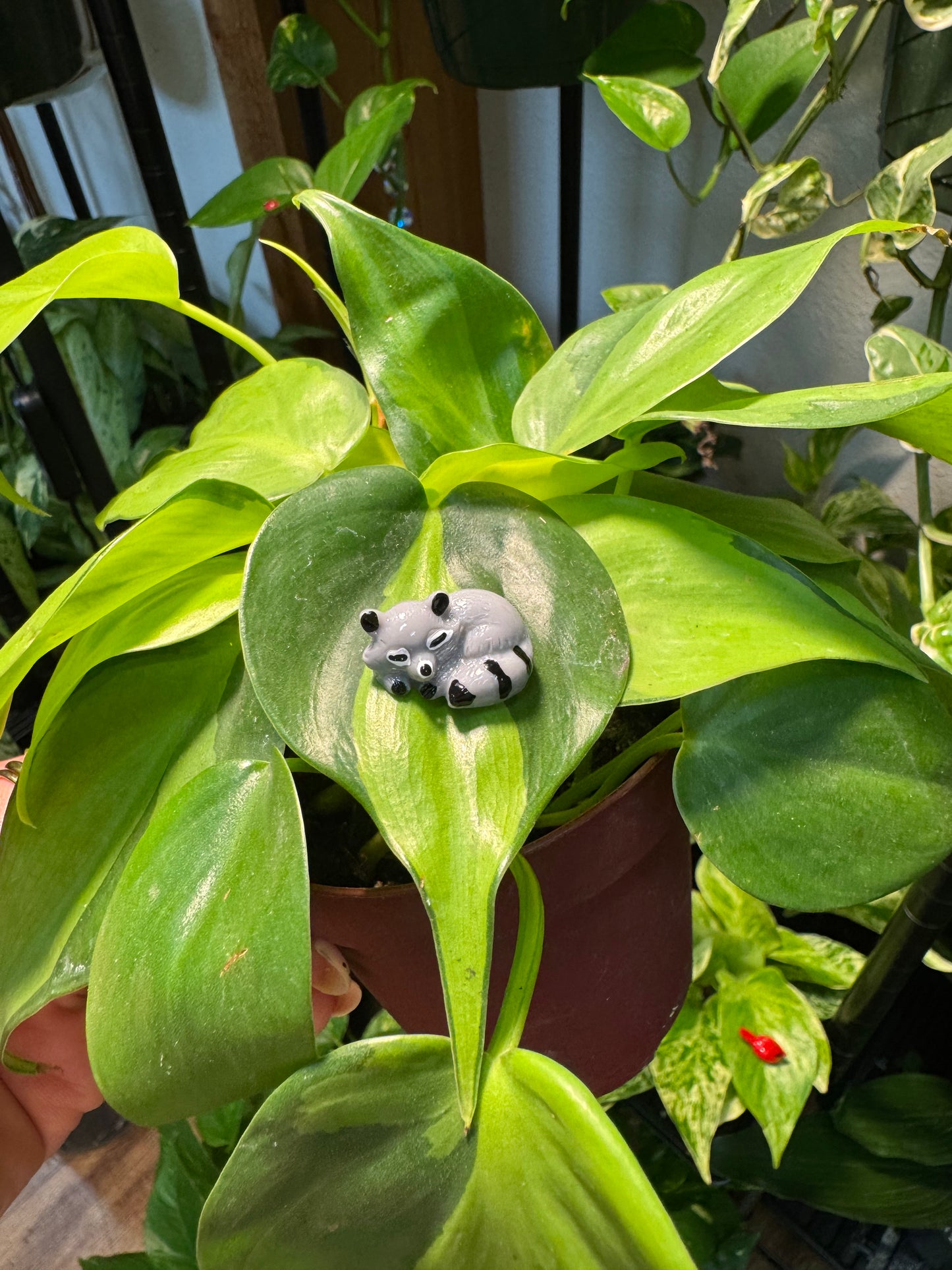 Sleeping Raccoon "Trash Panda" Plant Magnet