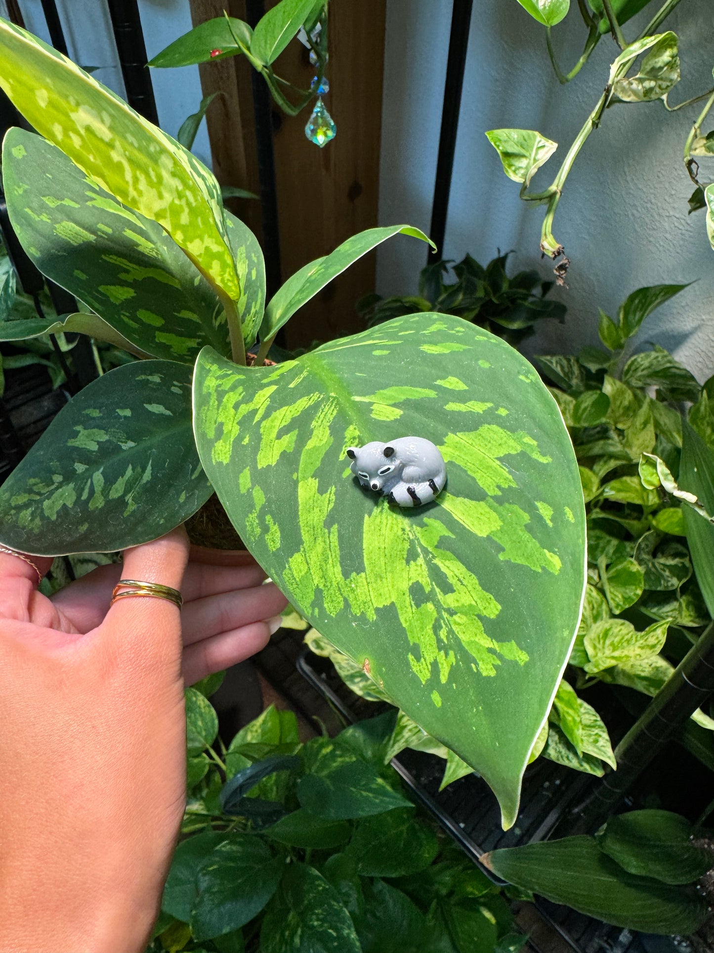 Sleeping Raccoon "Trash Panda" Plant Magnet