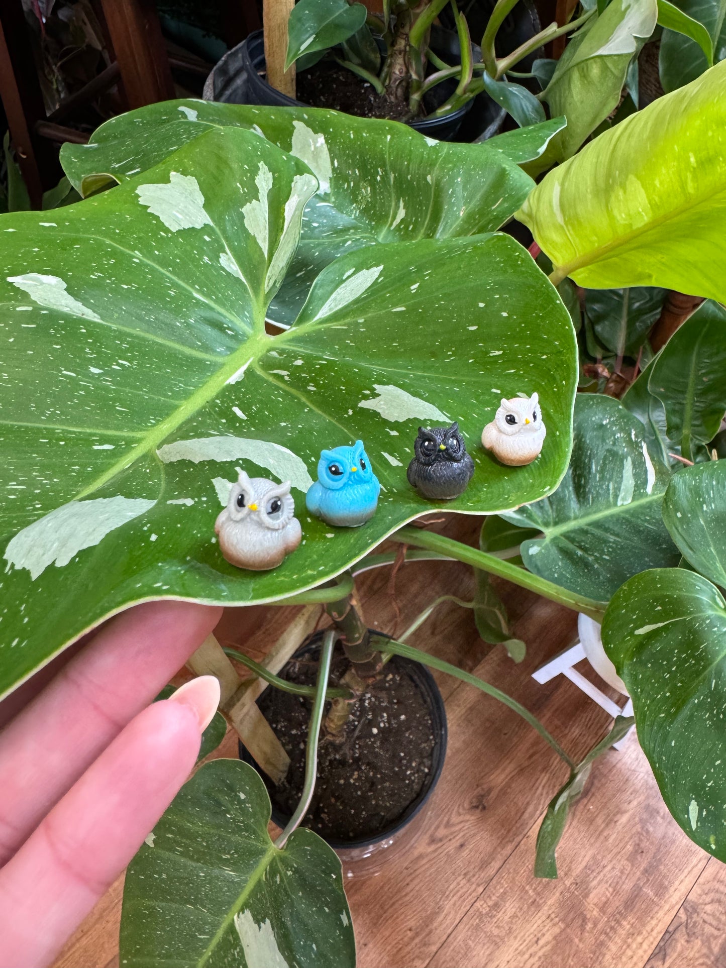 Owl Plant Magnet - Assorted Colors