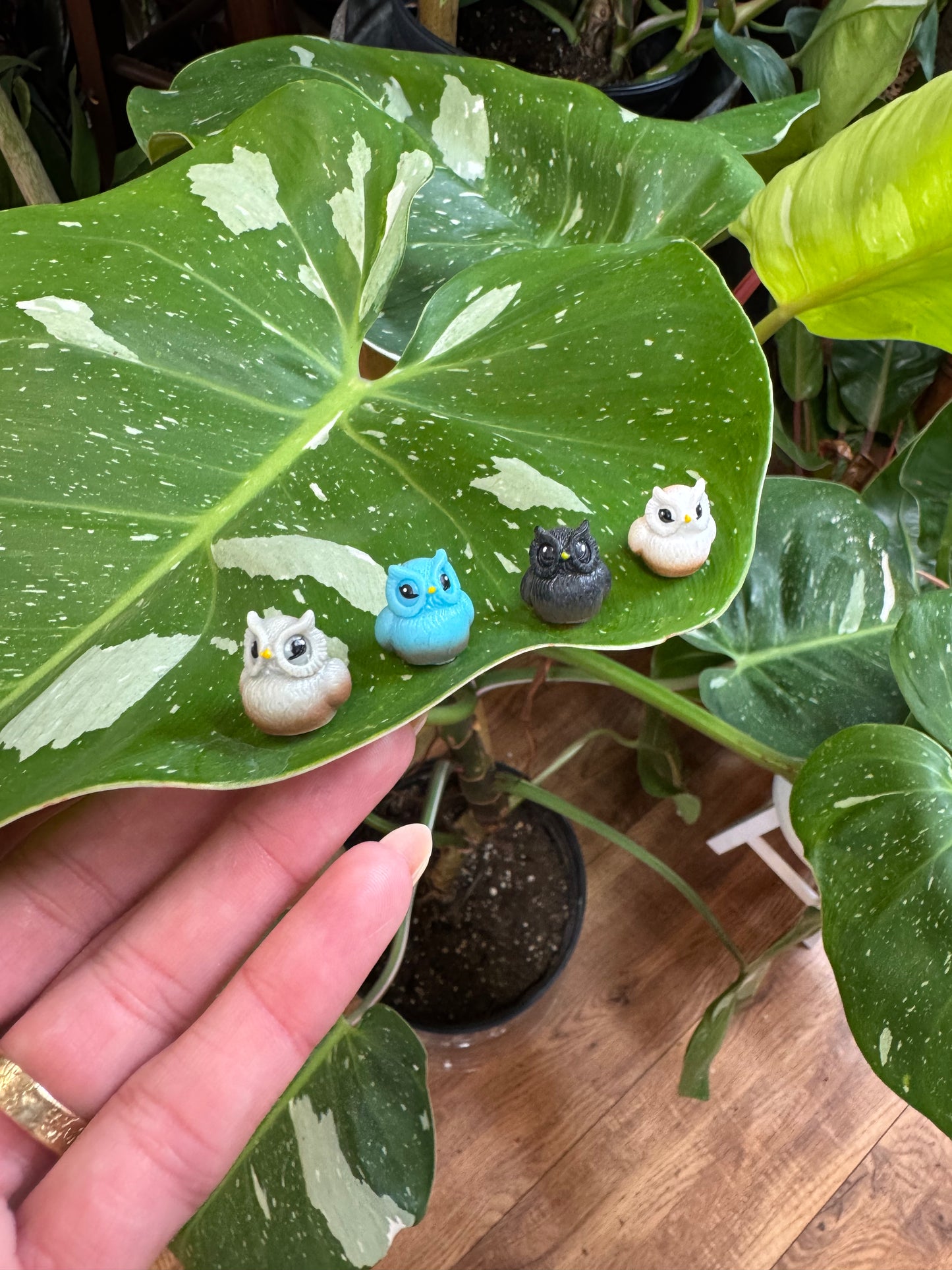 Owl Plant Magnet - Assorted Colors
