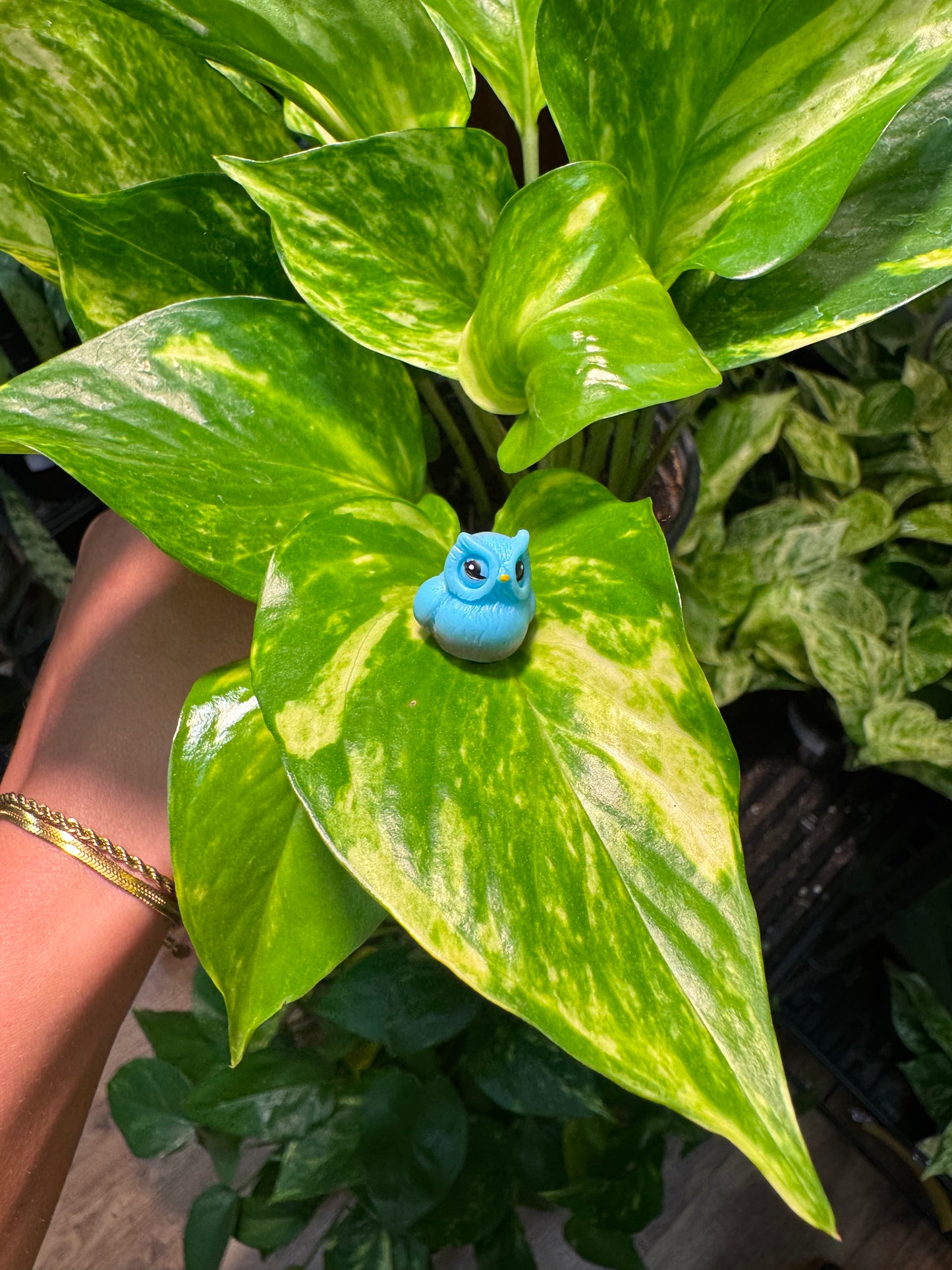 Owl Plant Magnet - Assorted Colors