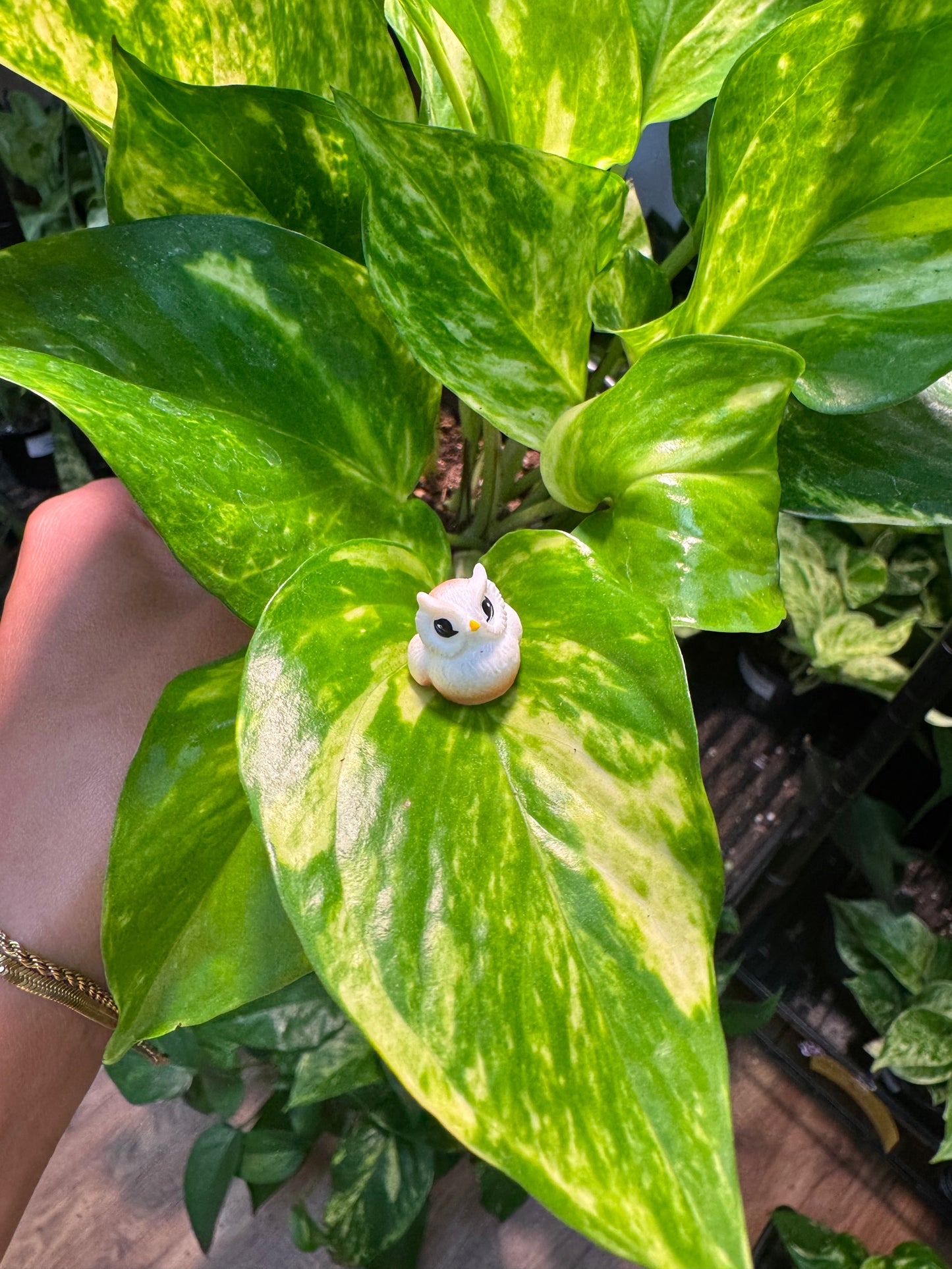 Owl Plant Magnet - Assorted Colors