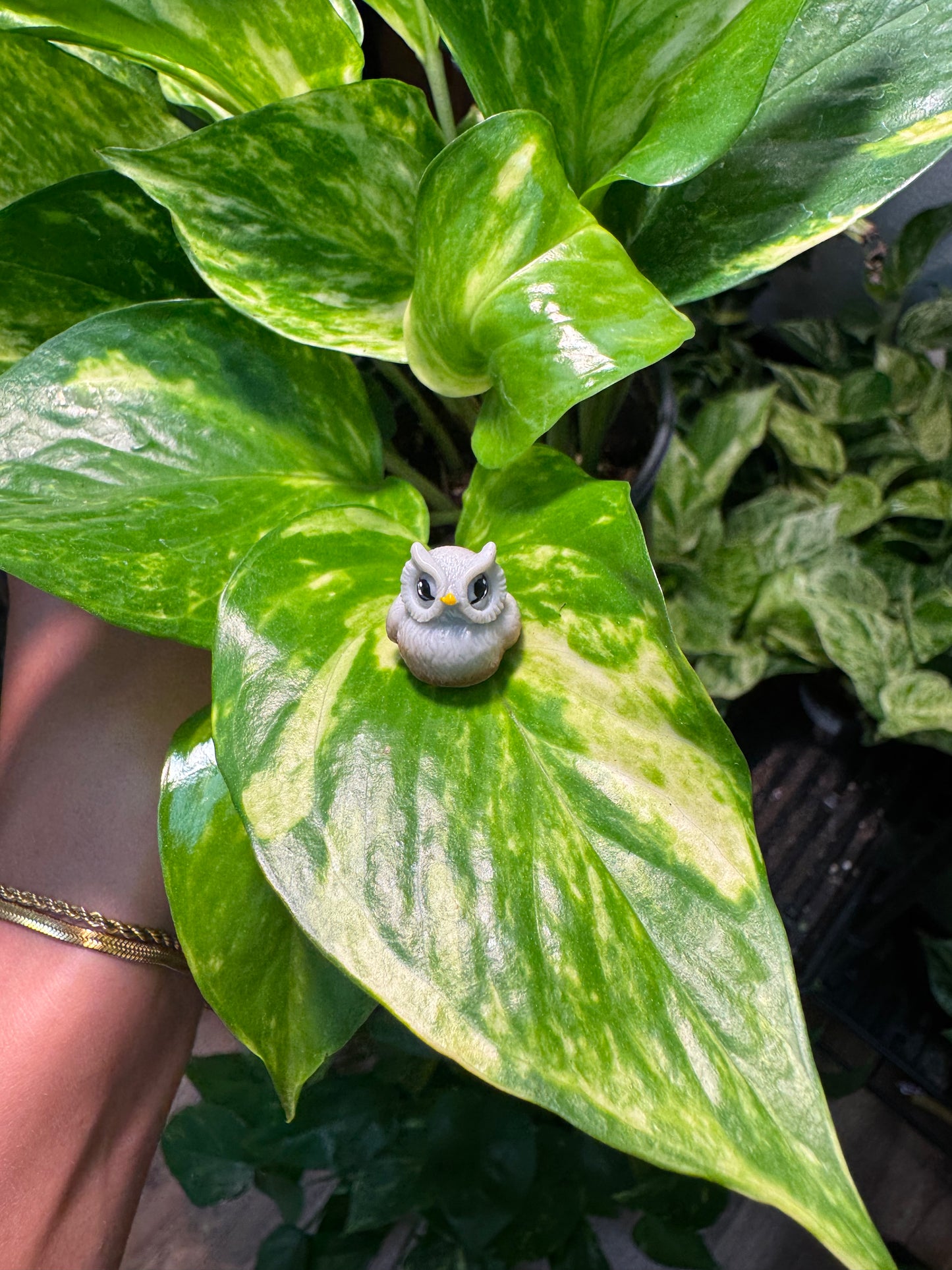 Owl Plant Magnet - Assorted Colors