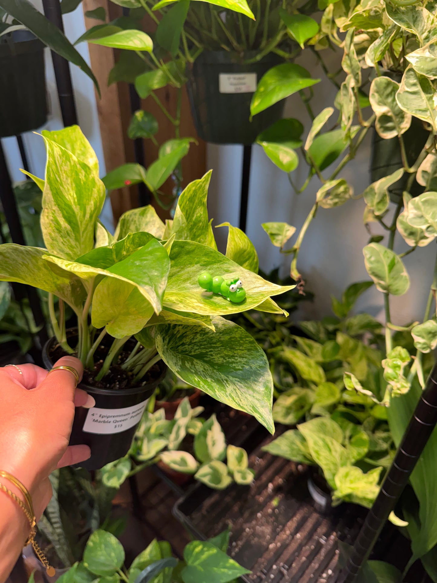 Green Grubby Caterpillar Plant Magnet