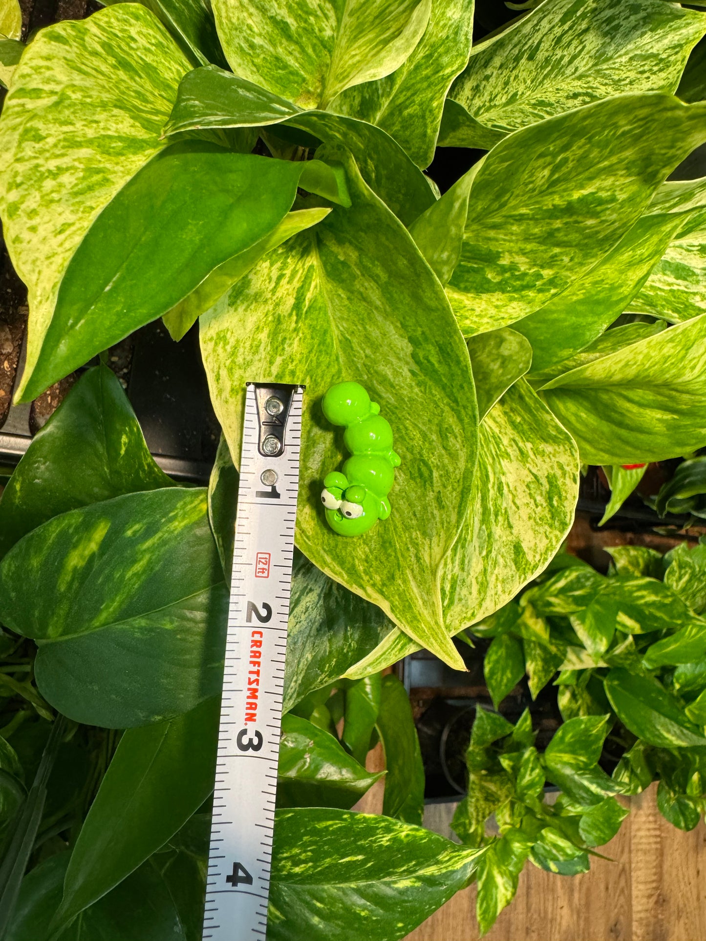 Green Grubby Caterpillar Plant Magnet