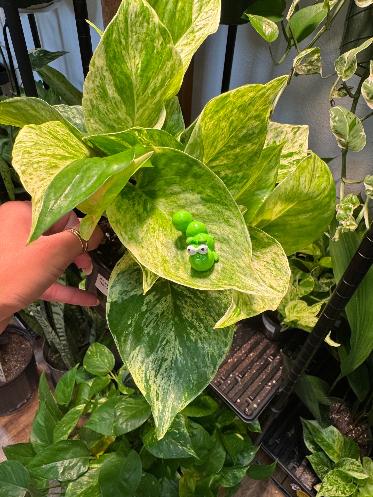 Green Grubby Caterpillar Plant Magnet
