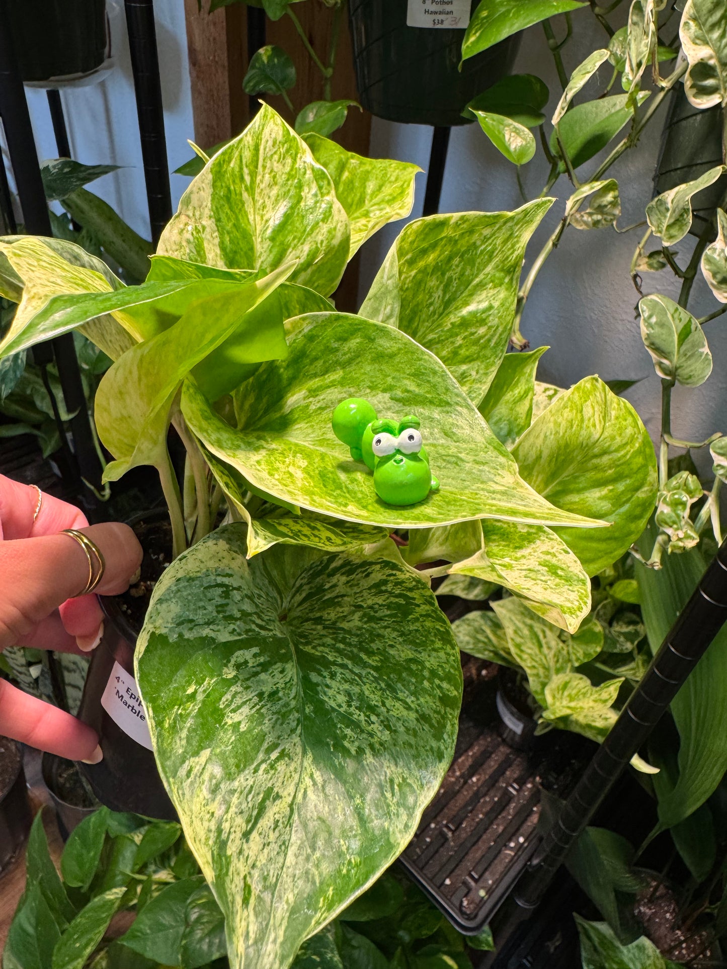 Green Grubby Caterpillar Plant Magnet