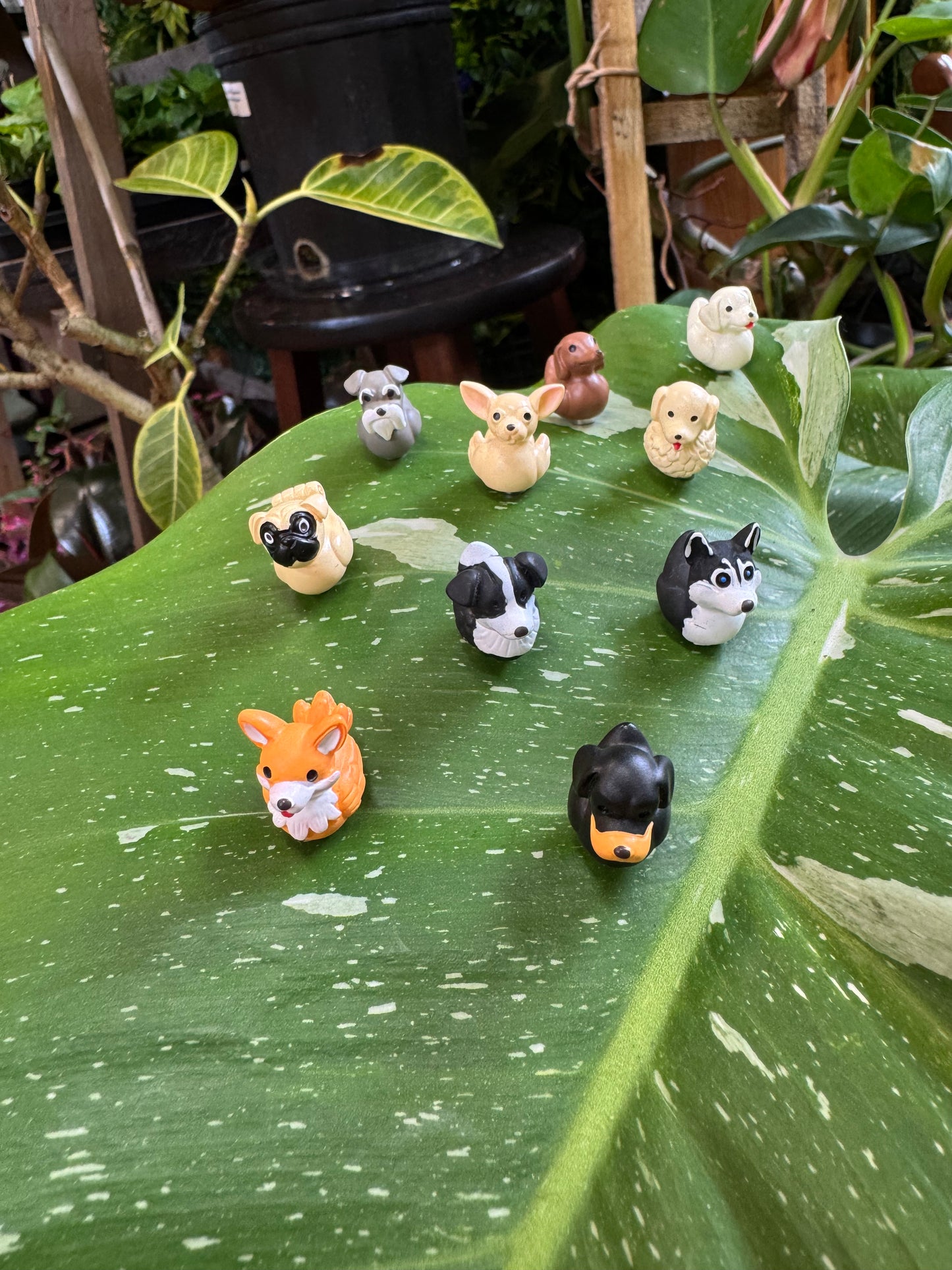 Dog Duck Plant Magnet - Choose Your Breed